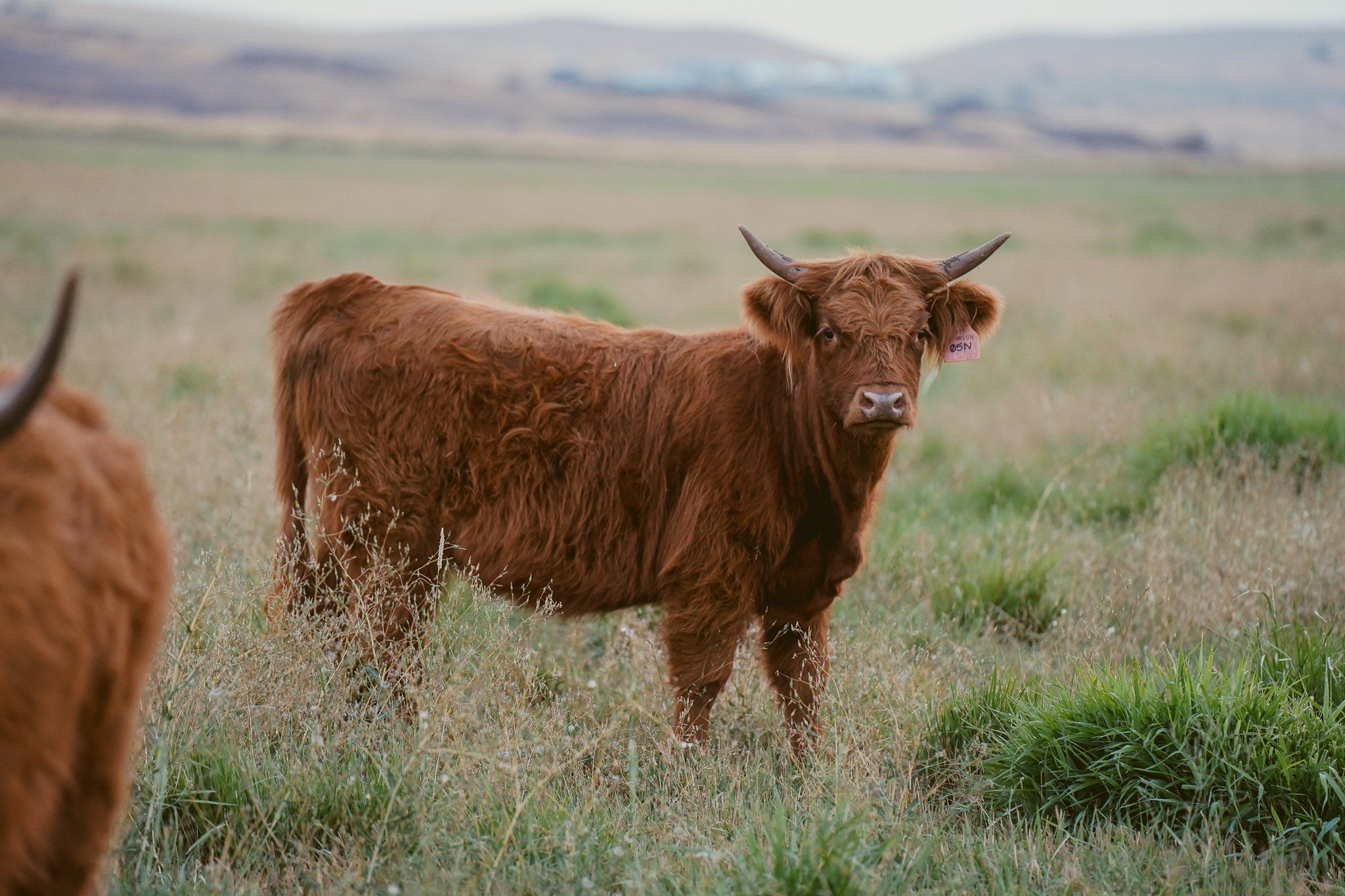 05N "Aspen" | Registered Heifer