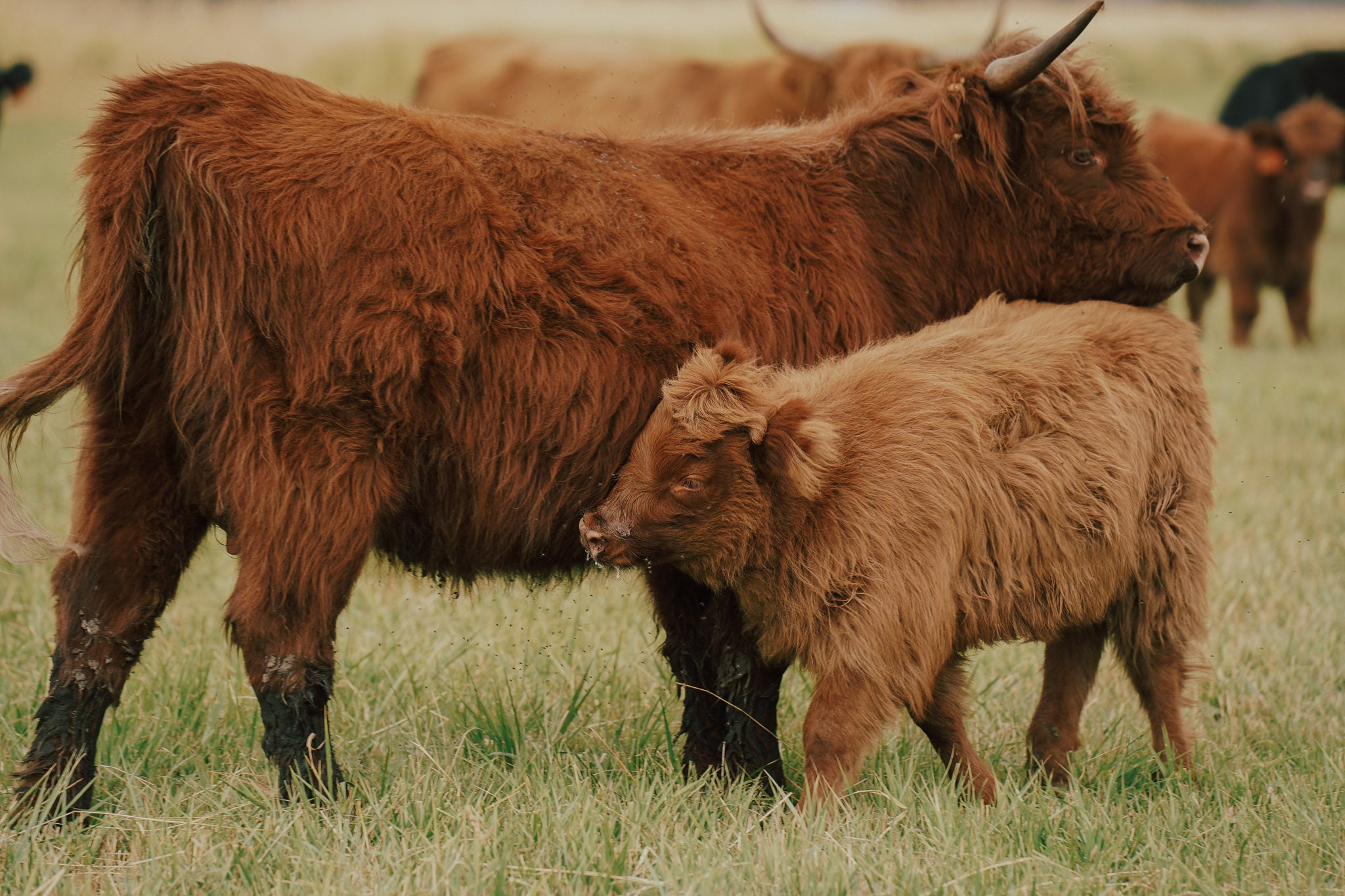 06O | Registered Heifer