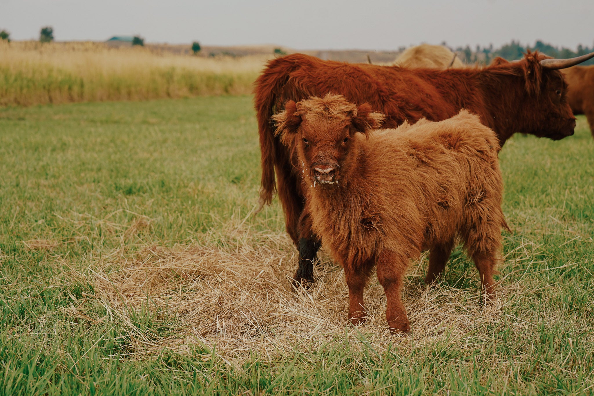 06O | Registered Heifer