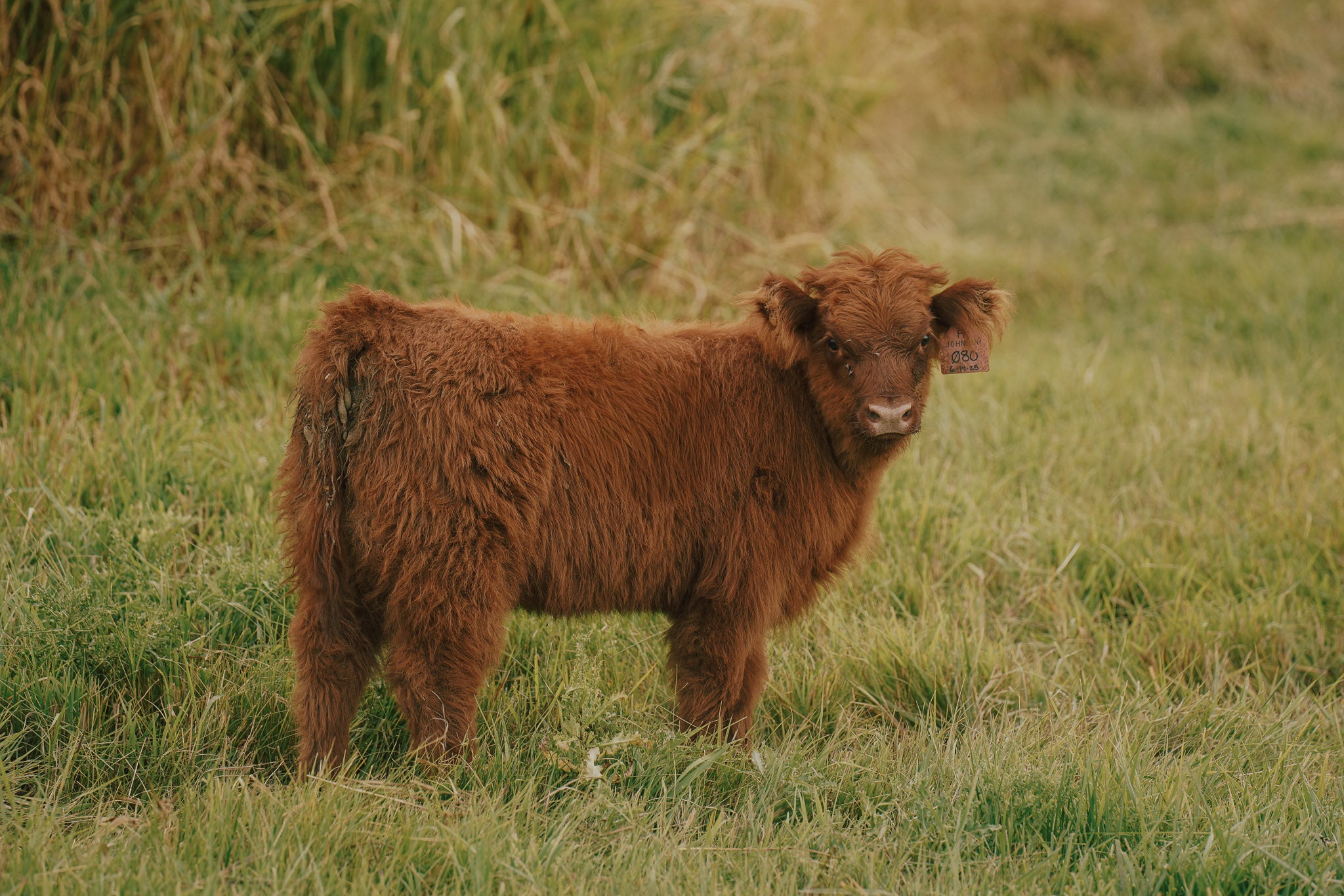 08R | Registered Heifer