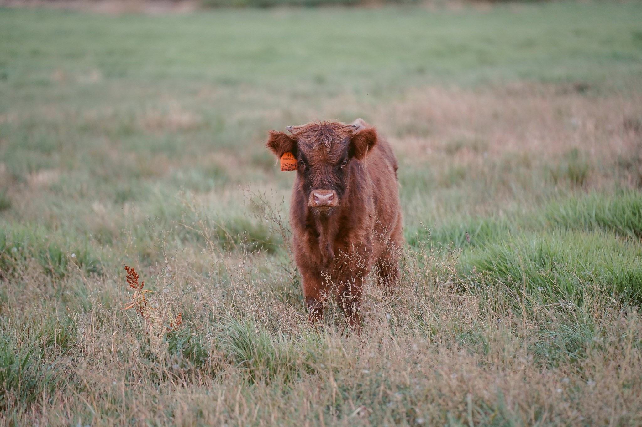 2504 | Unregistered Bull