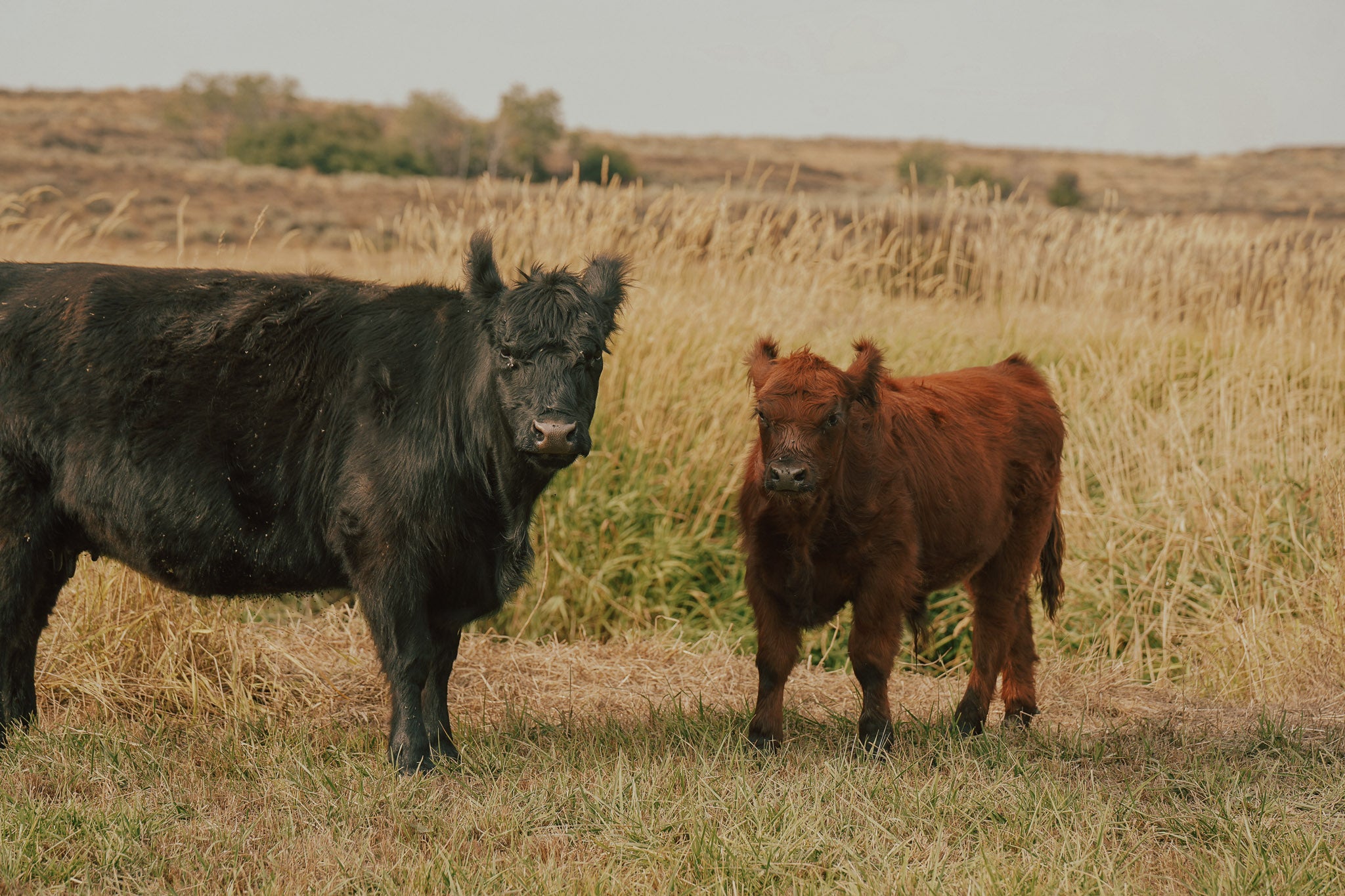 2509X | Cross Steer