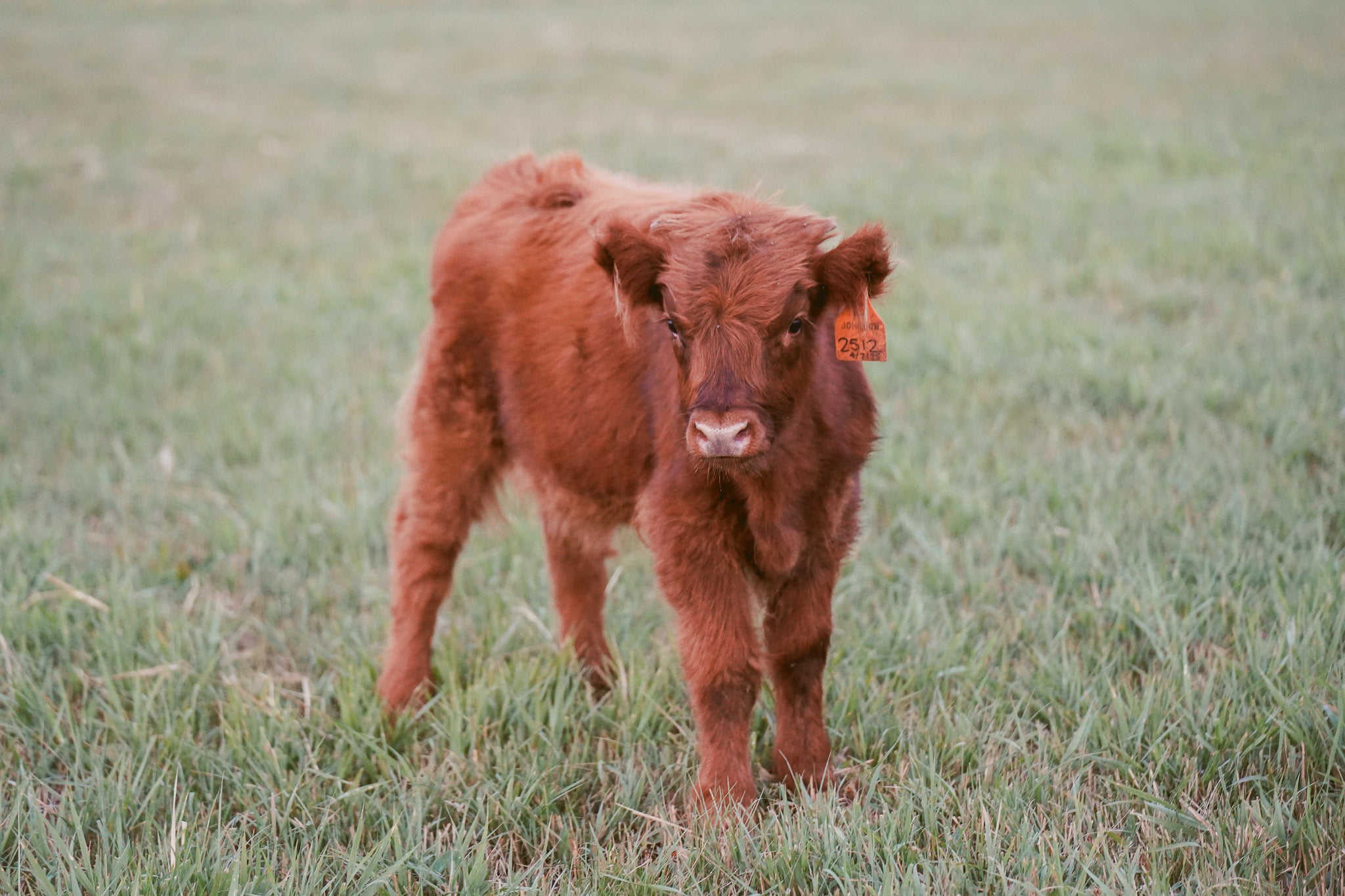 2512 | Unregistered Heifer