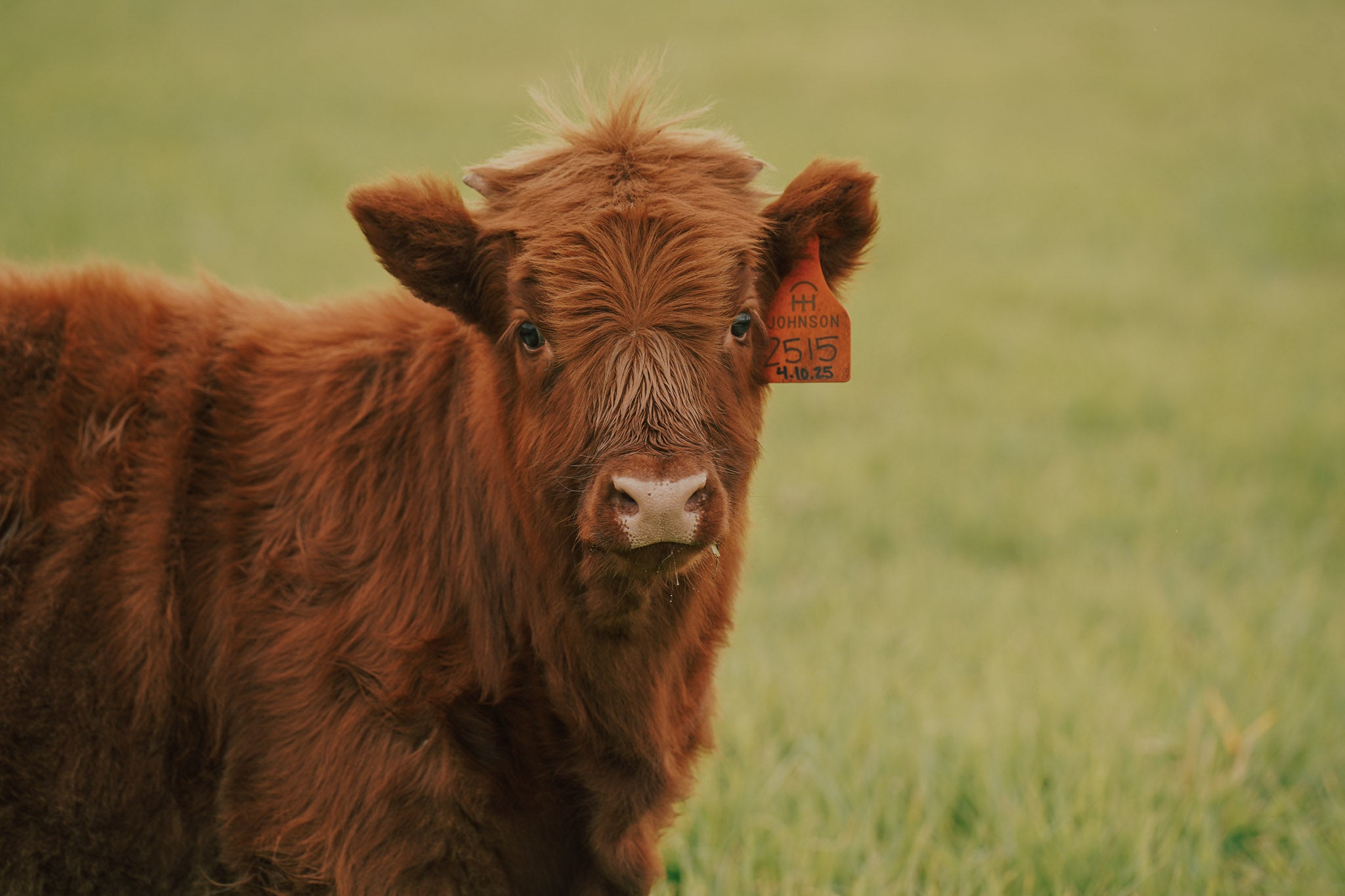 2515 | Unregistered Heifer