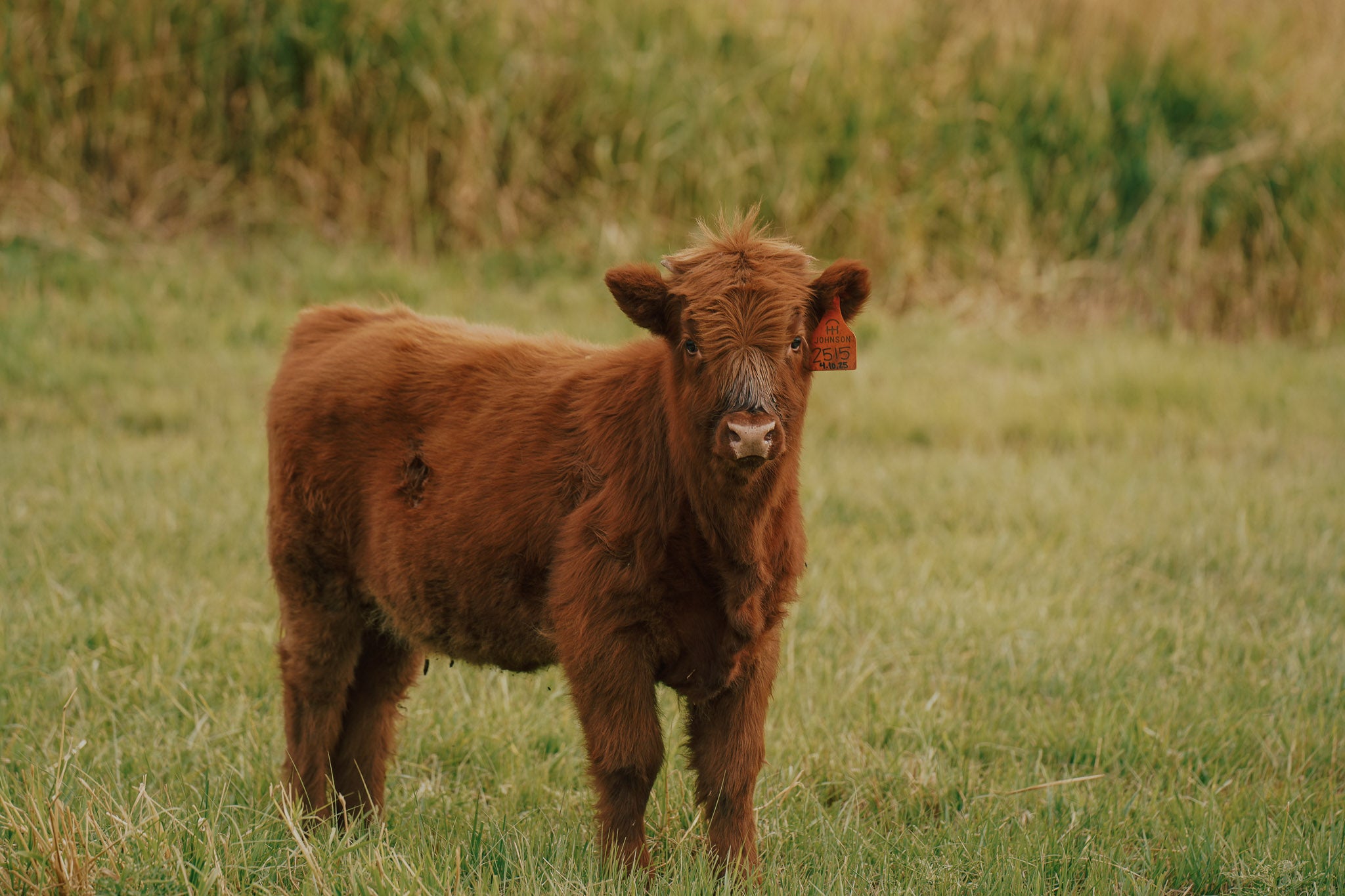 2515 | Unregistered Heifer