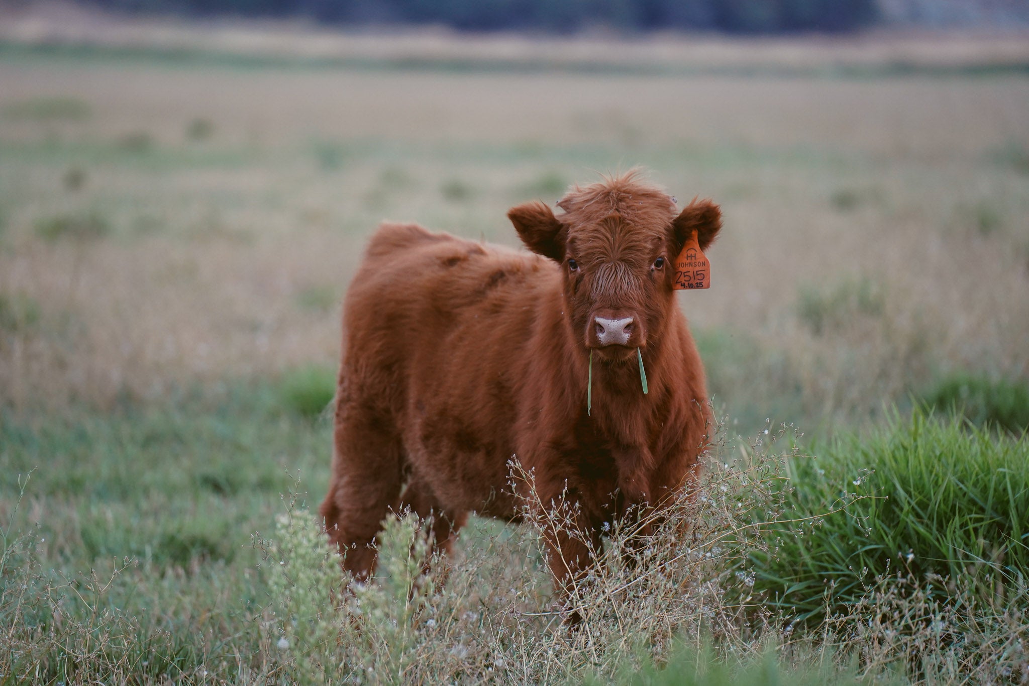 2515 | Unregistered Heifer