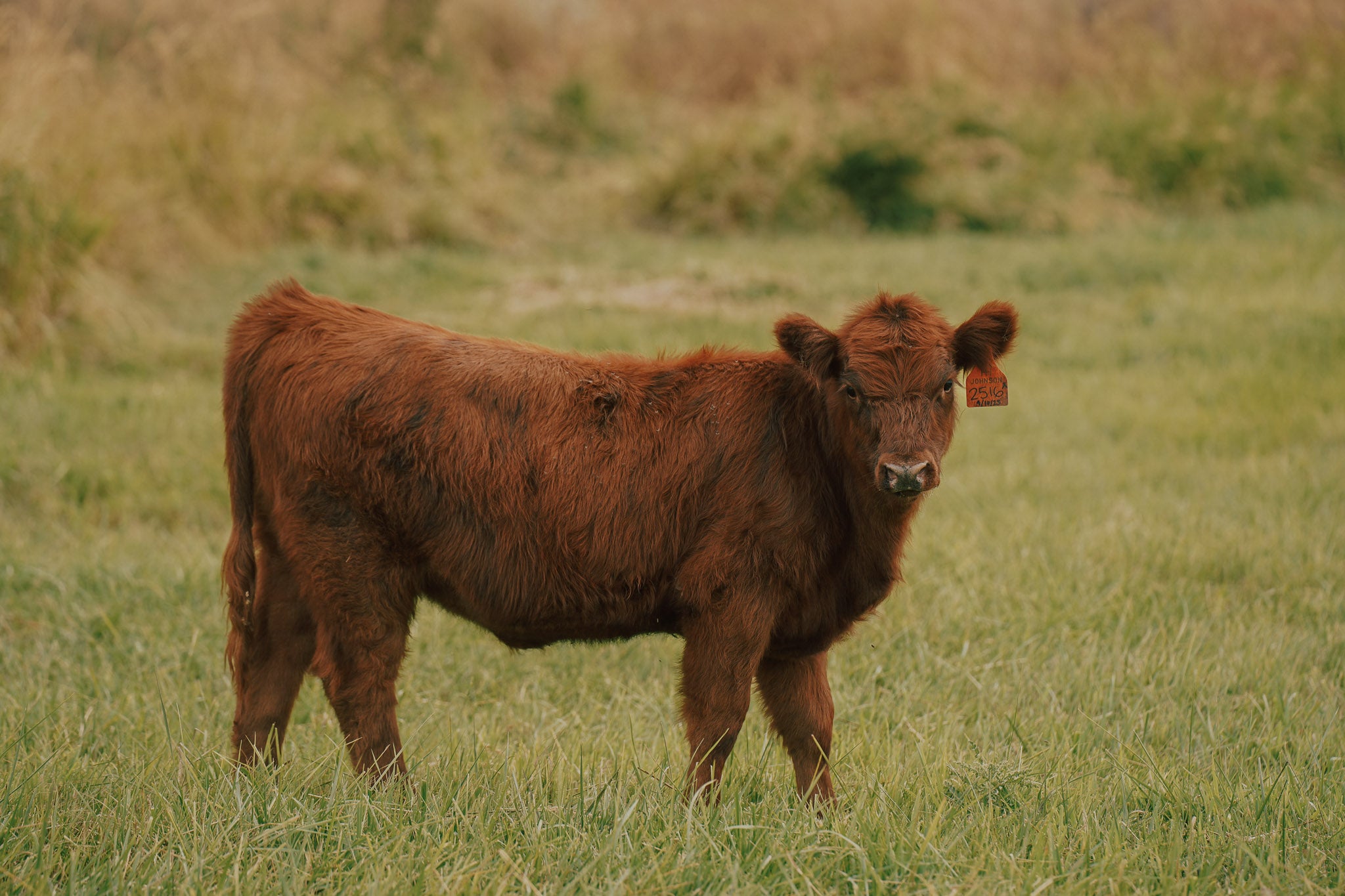 2516X | Cross Heifer