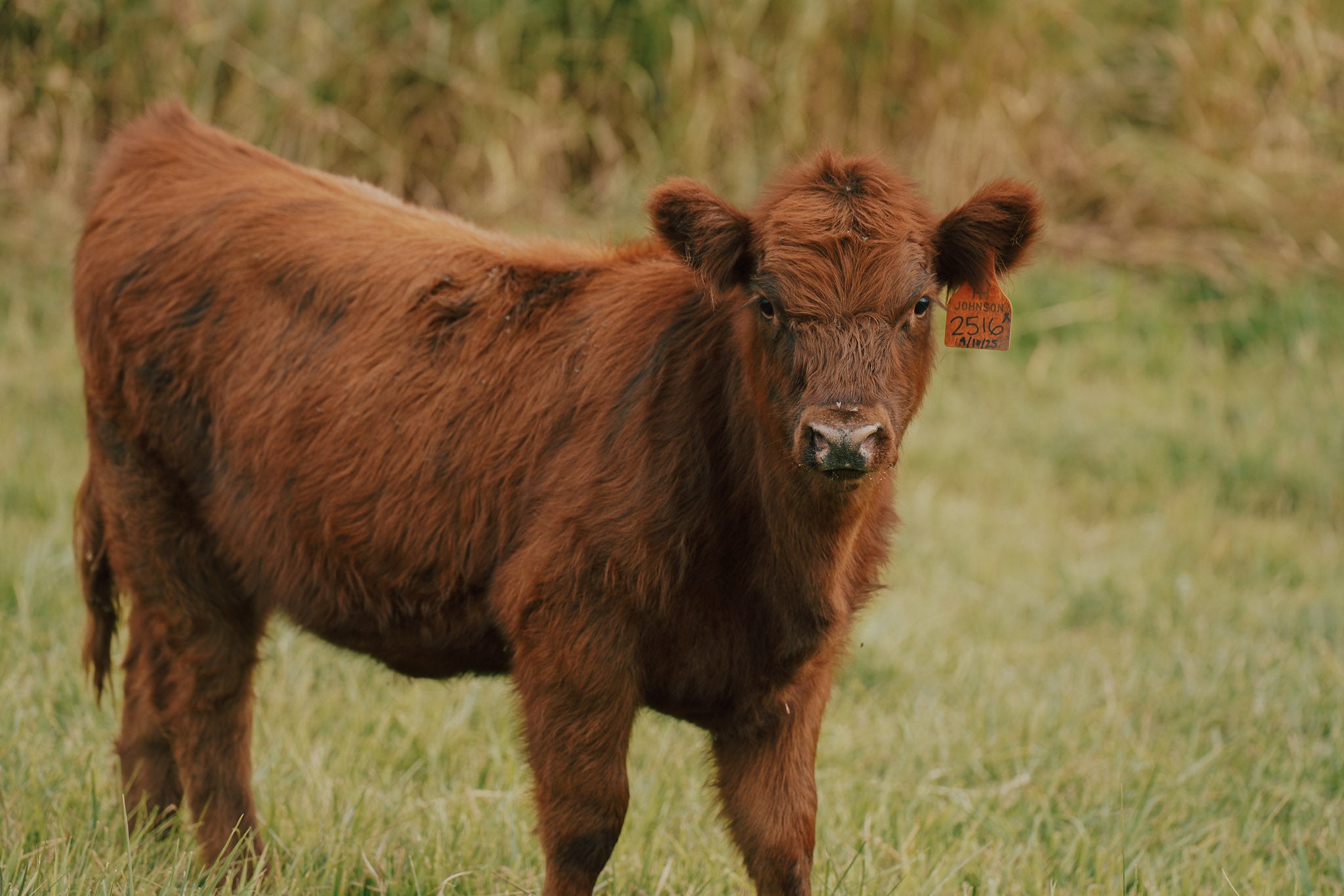 2516X | Cross Heifer