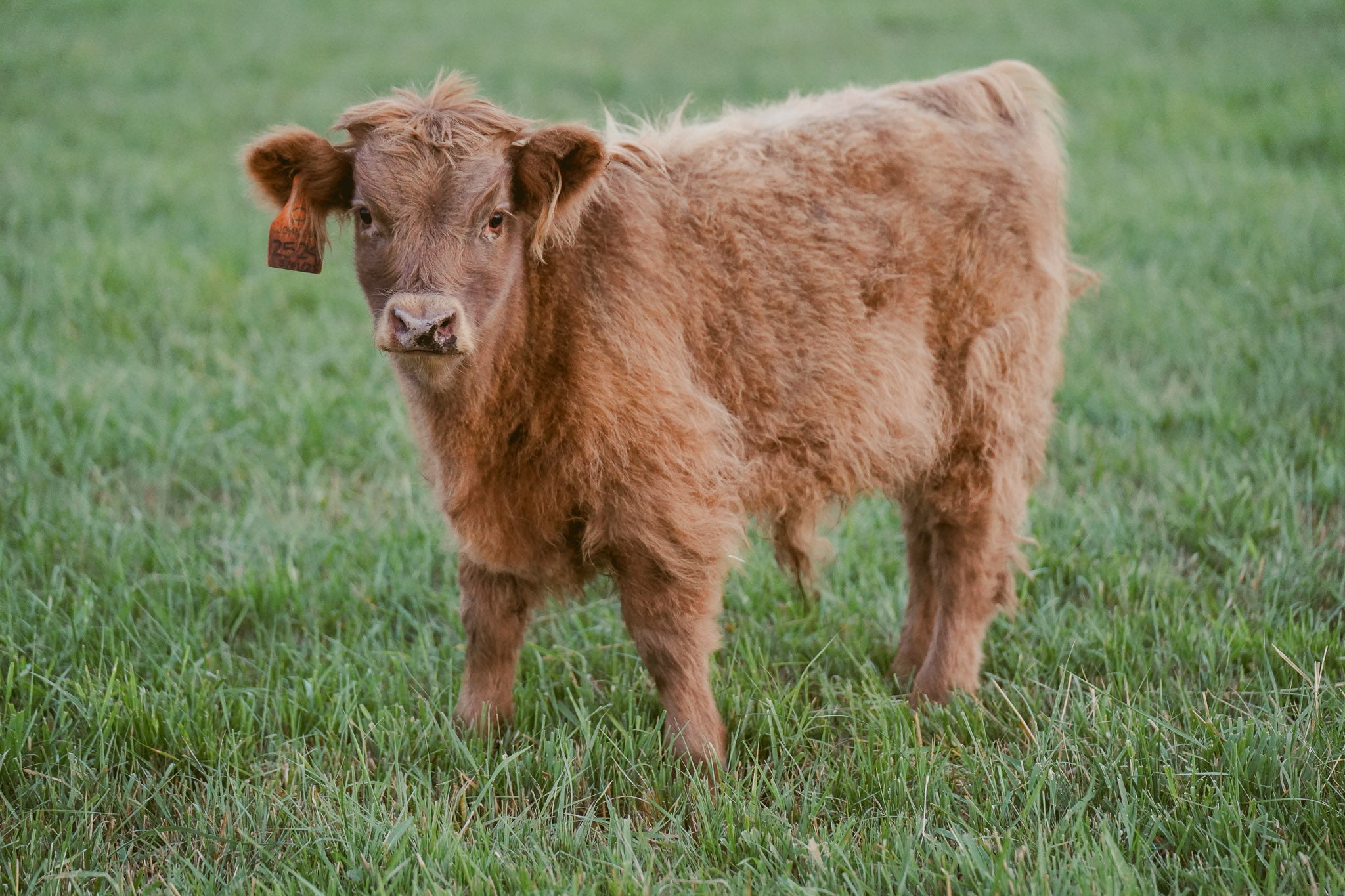 2524 | Unregistered Bull