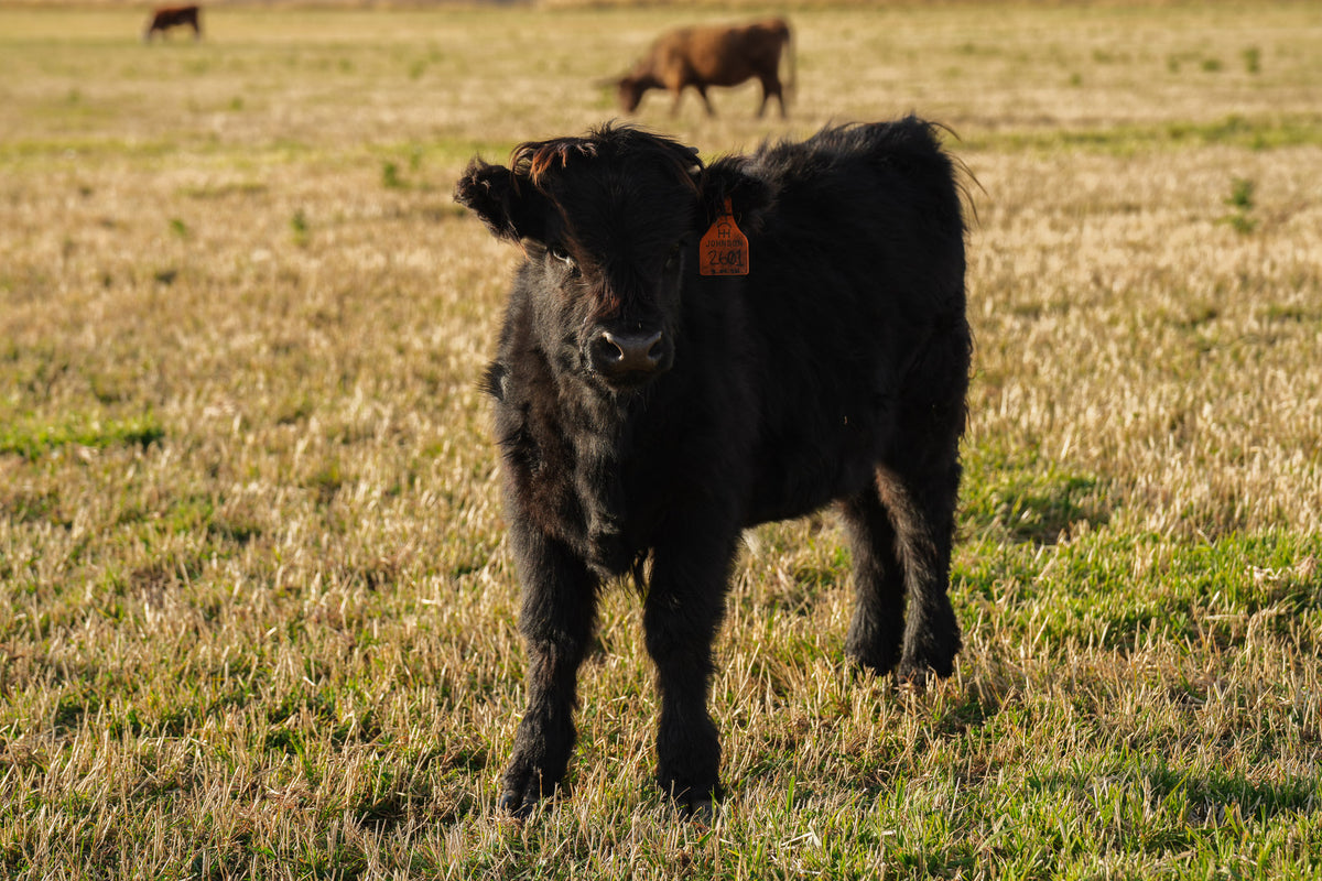 2601 | Unregistered Heifer