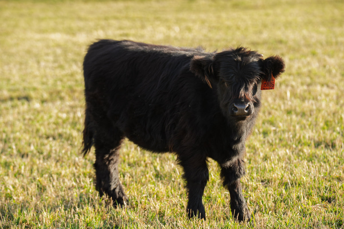 2605 | Unregistered Heifer or Pair