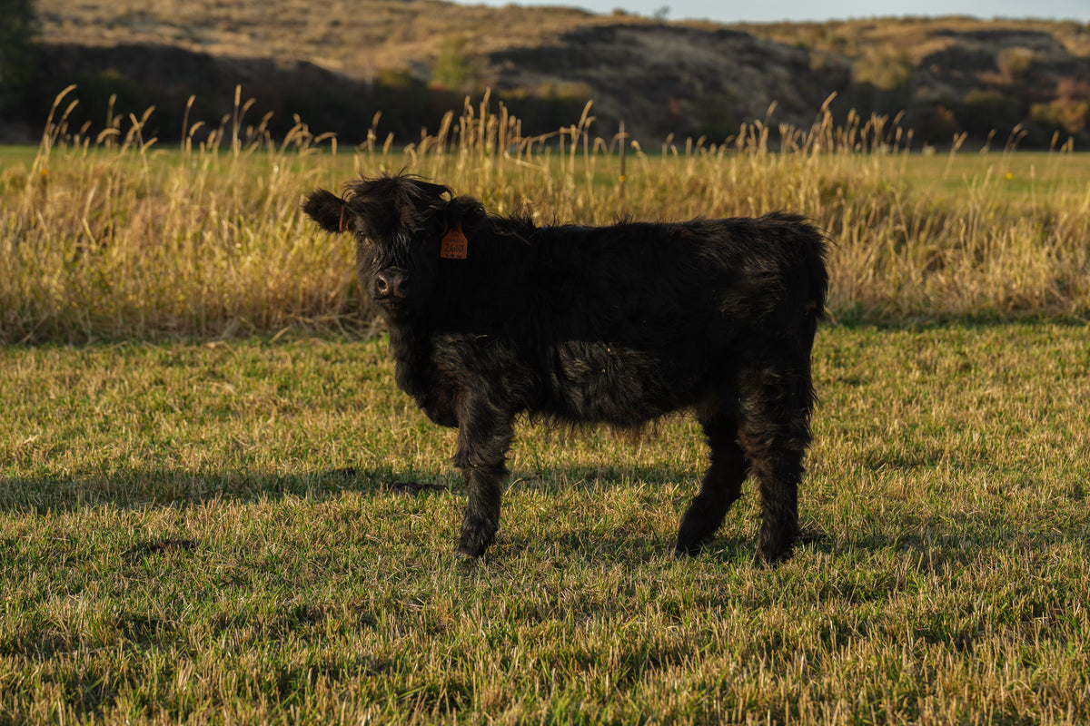 2610 | Unregistered Heifer or Pair