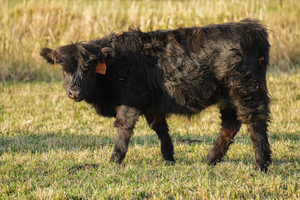 2610 | Unregistered Heifer or Pair