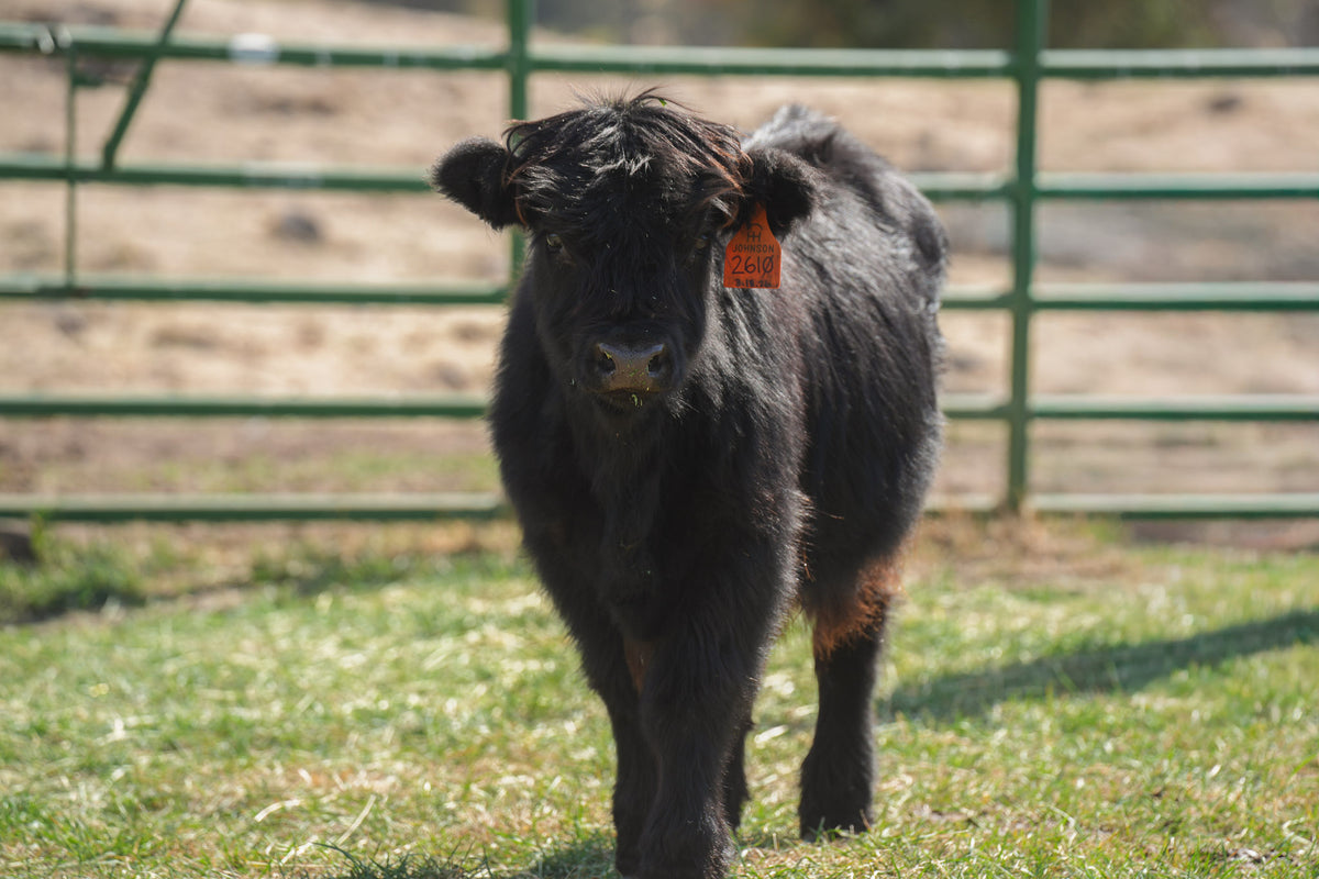 2610 | Unregistered Heifer or Pair