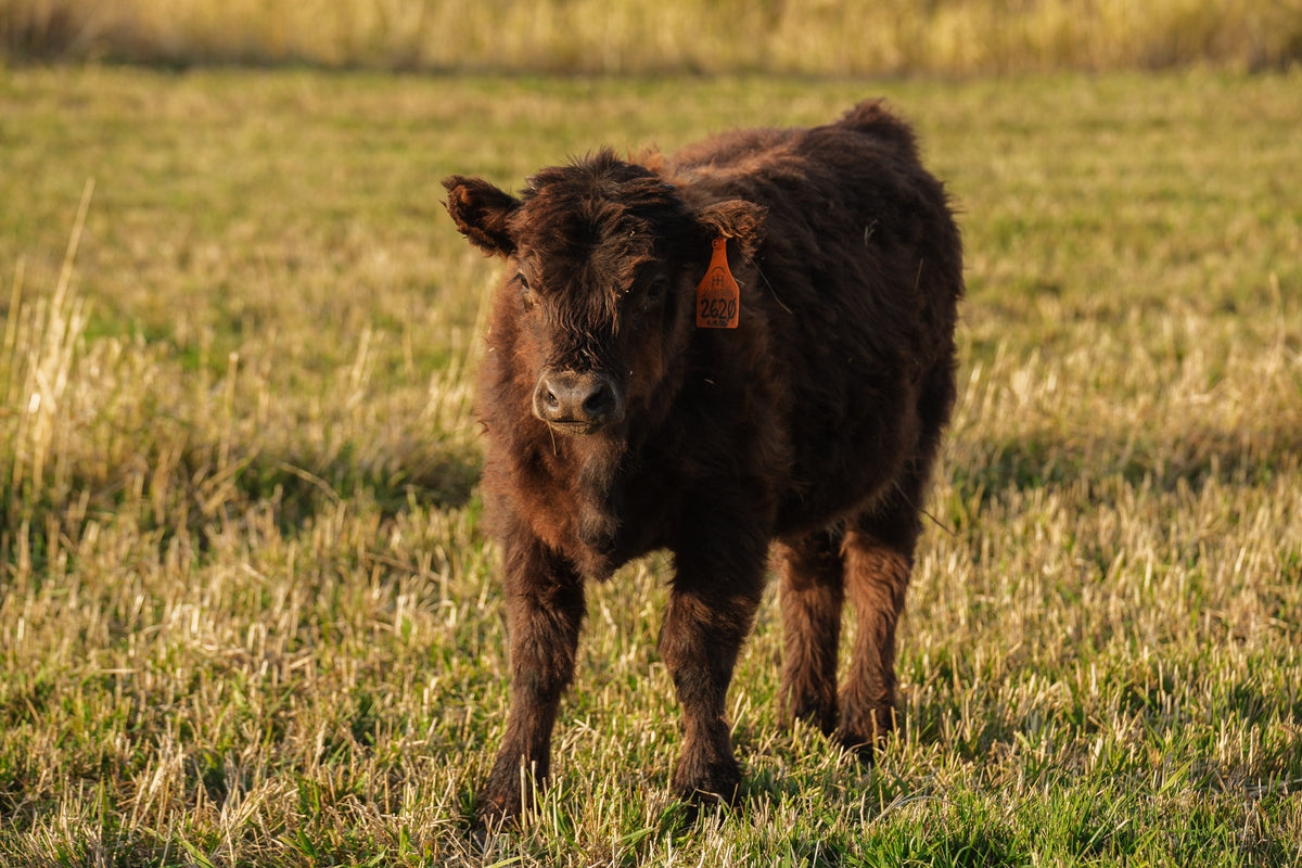 2620 | Unregistered Heifer or Pair