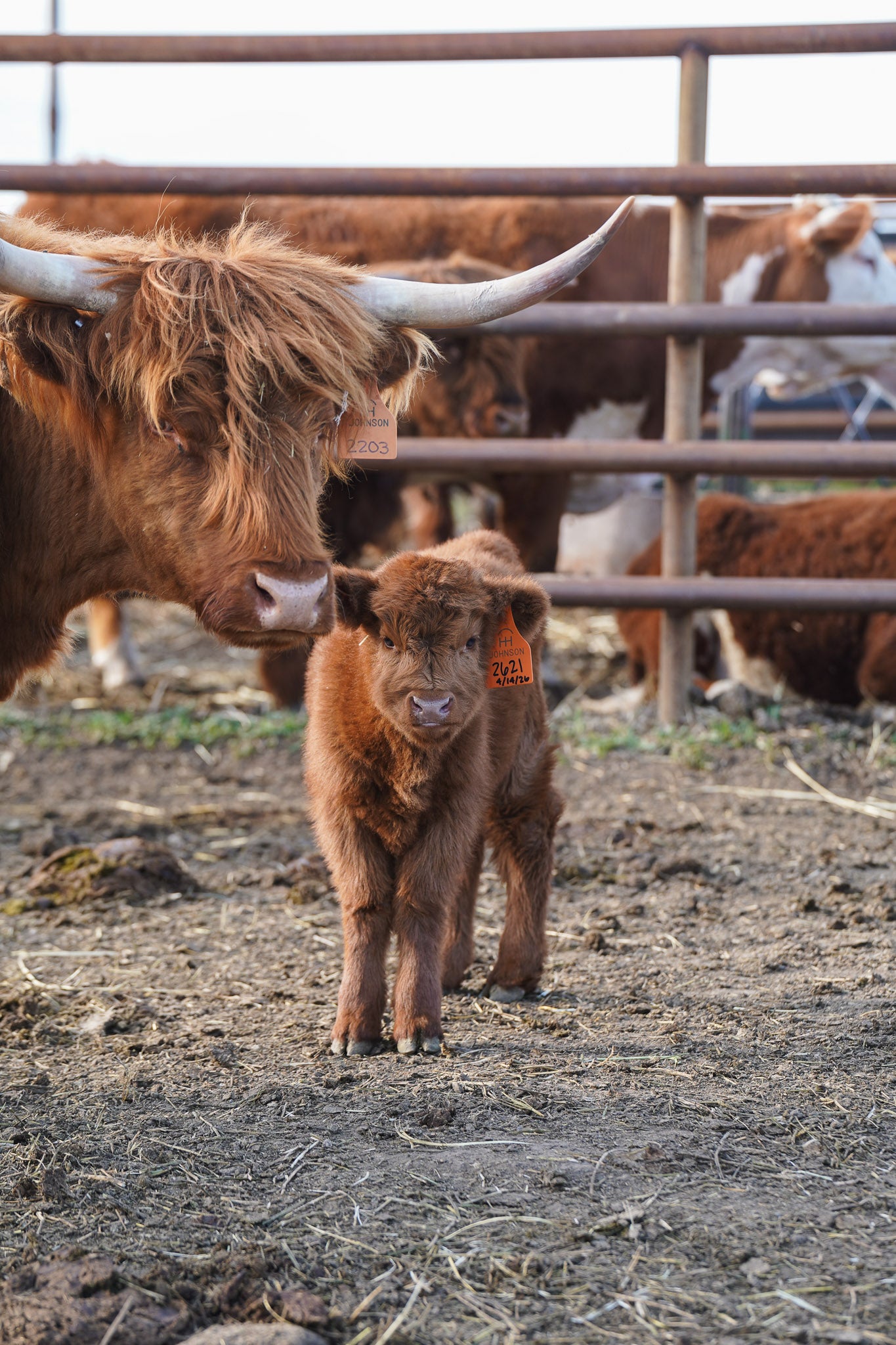 2621 | Unregistered Heifer