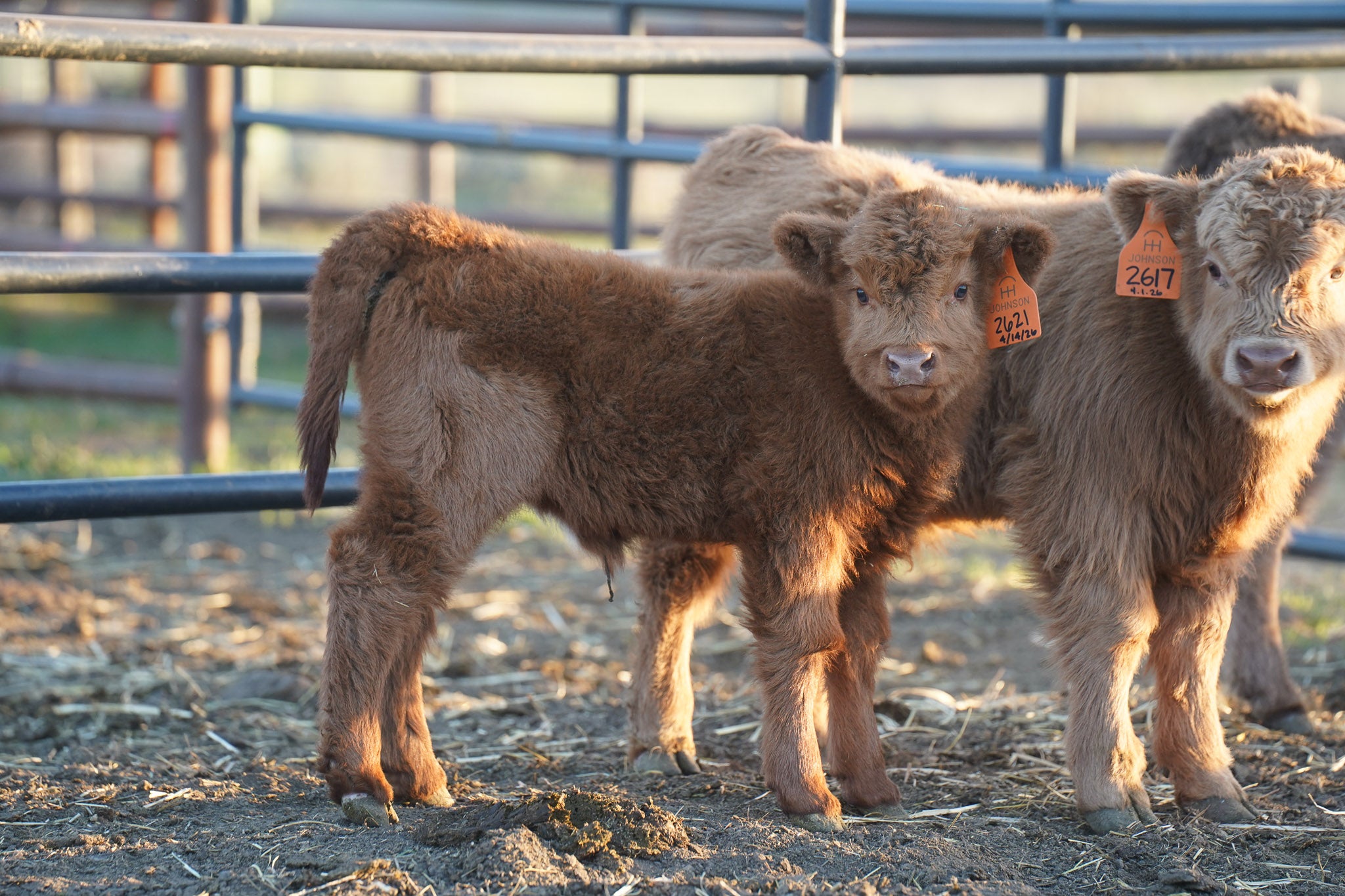 2621 | Unregistered Heifer