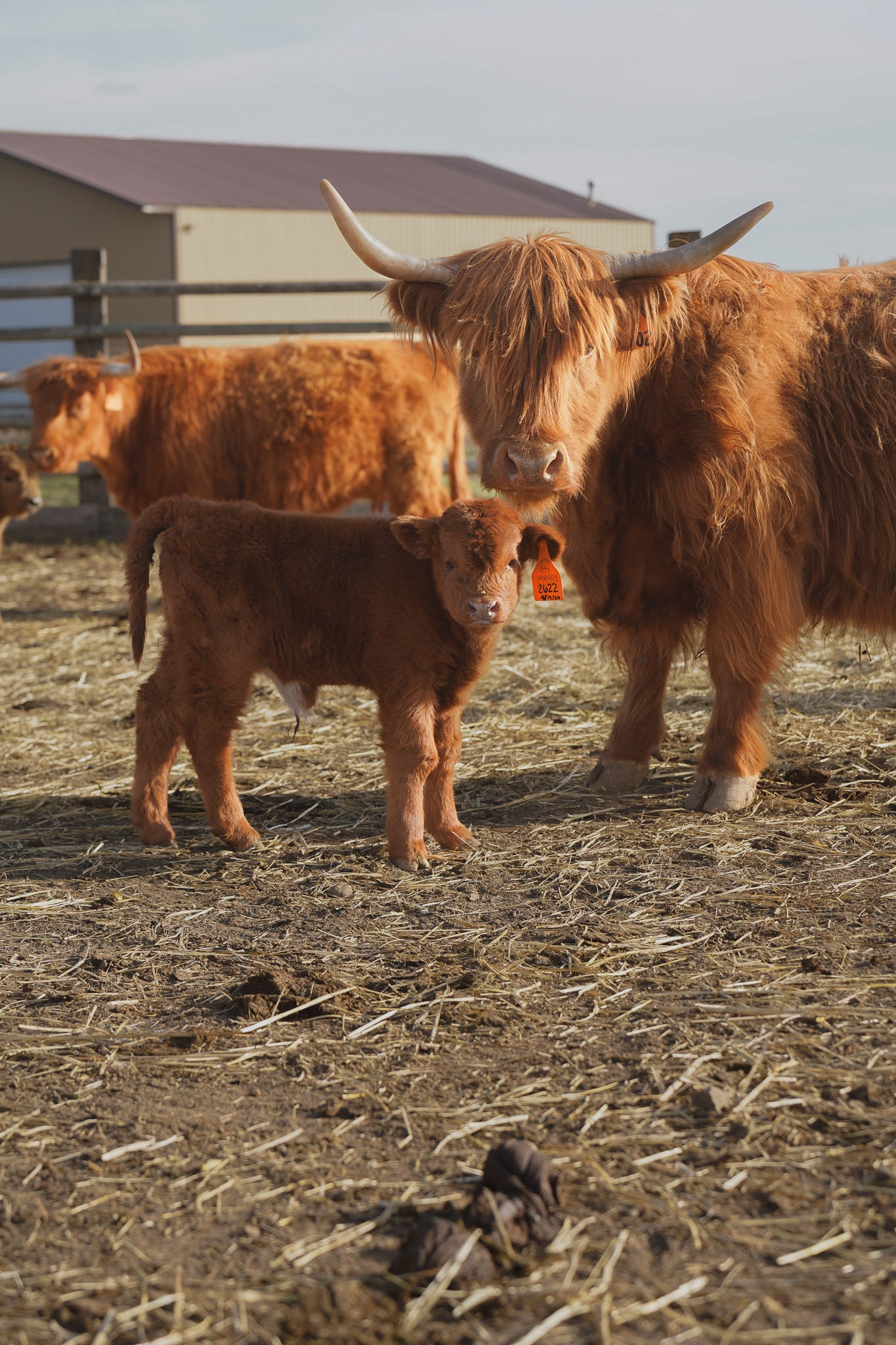 2622 | Unregistered Heifer