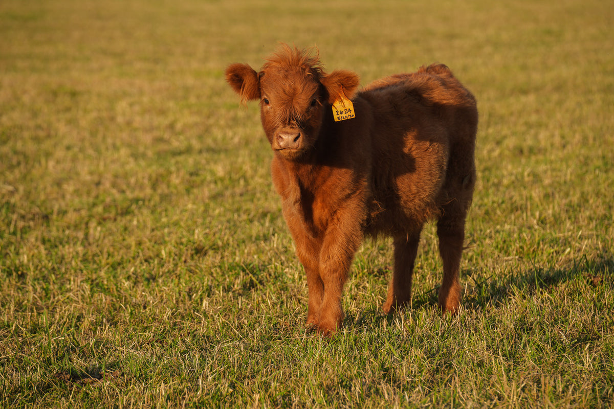 2624 | Unregistered Heifer or Pair