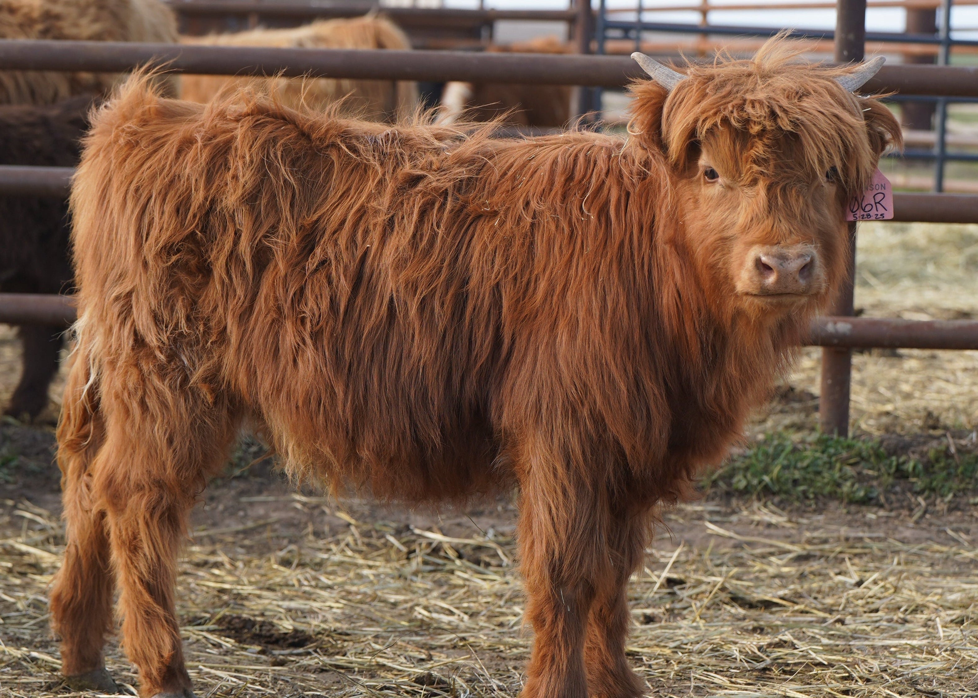 06R | Registered Heifer