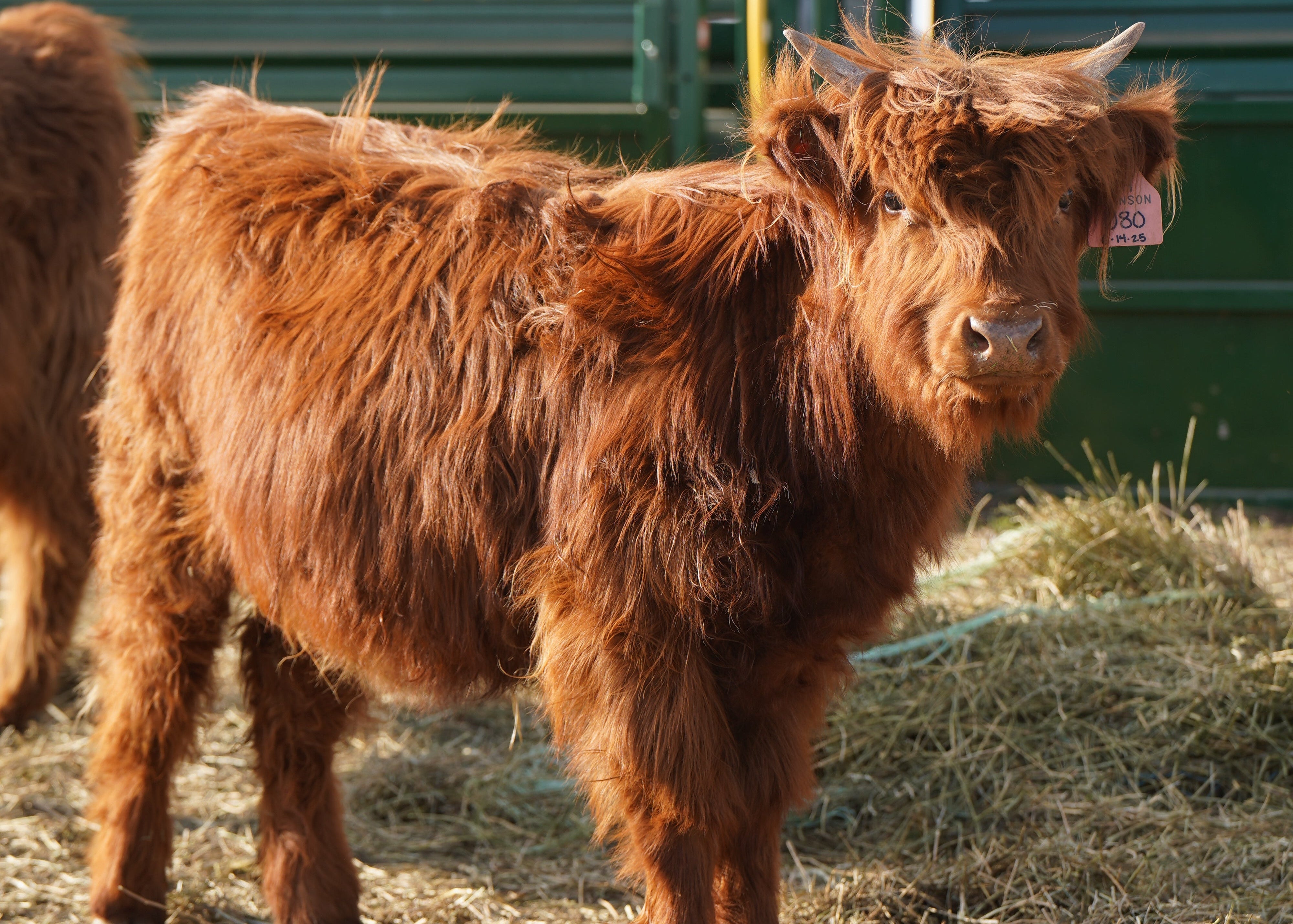 08R | Registered Heifer