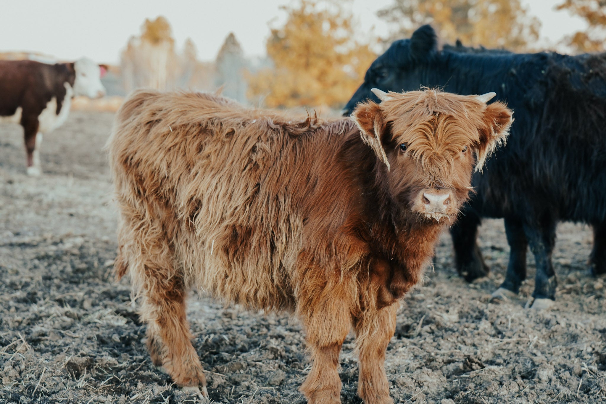 05N "Aspen" | Registered Heifer