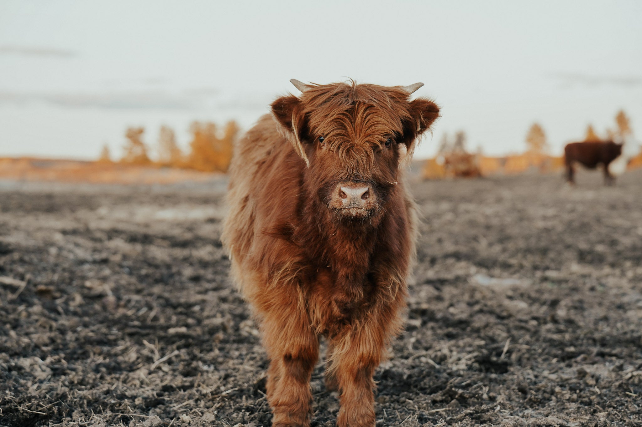 05N "Aspen" | Registered Heifer