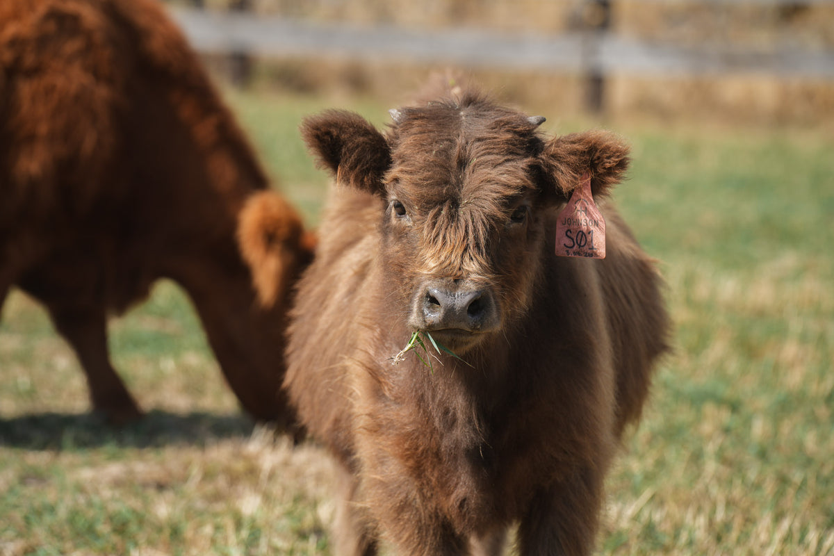 S01 | Registered Heifer Deposit