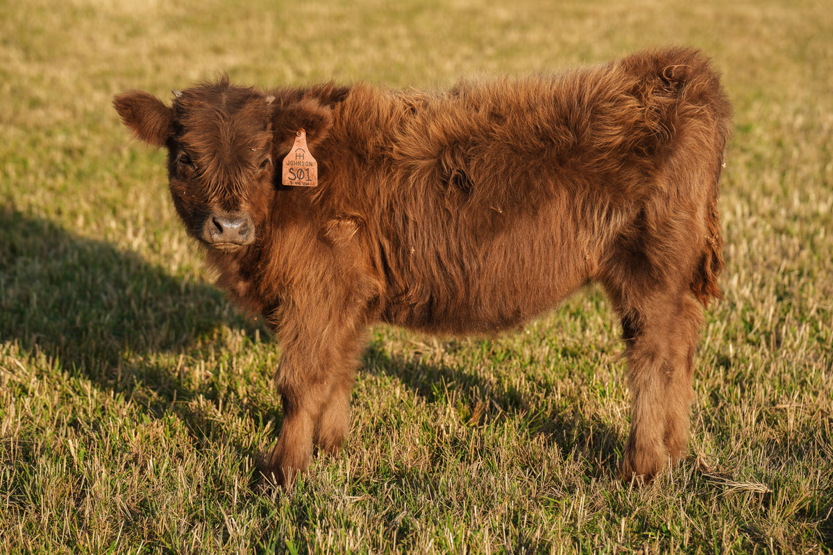 S01 | Registered Heifer Deposit