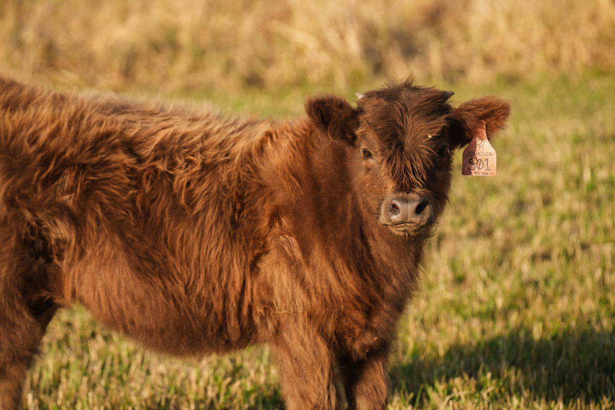S01 | Registered Heifer Deposit
