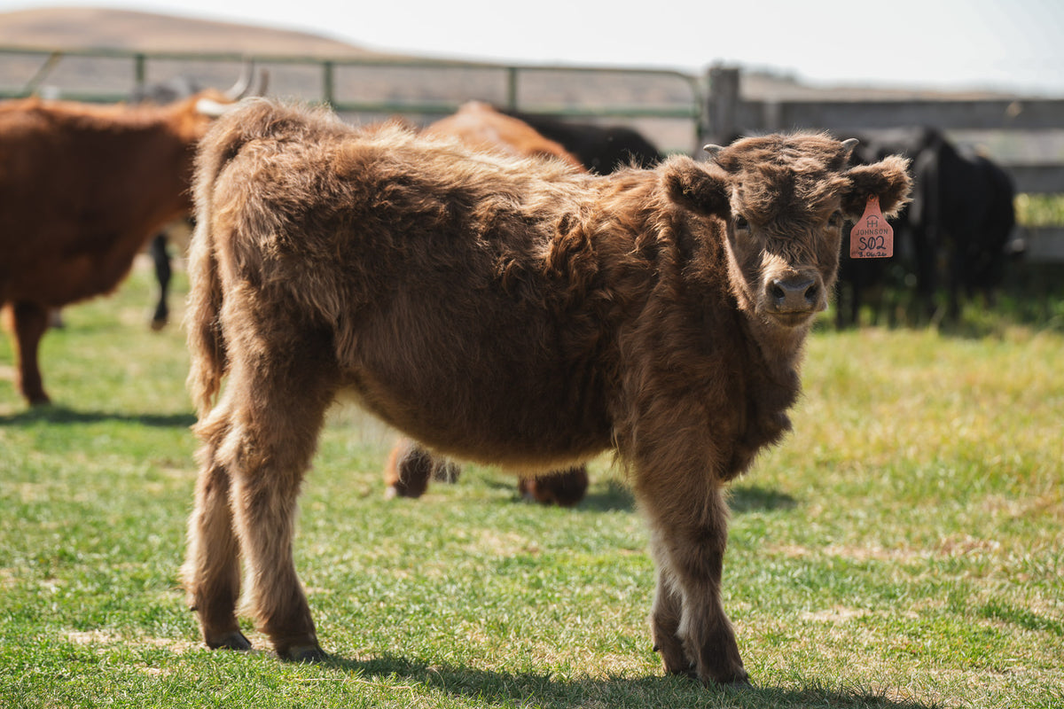 S02 | Registered Heifer Deposit