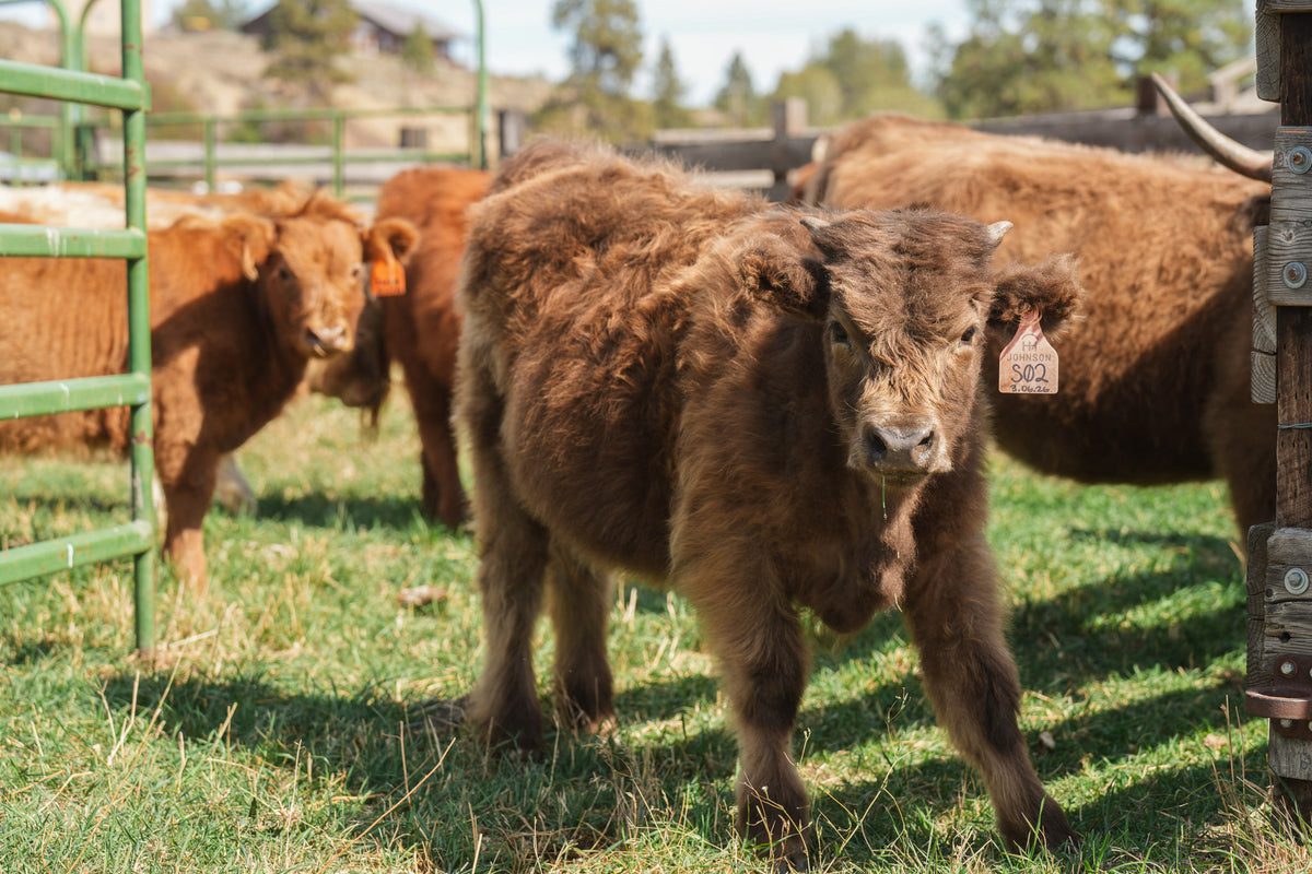S02 | Registered Heifer Deposit