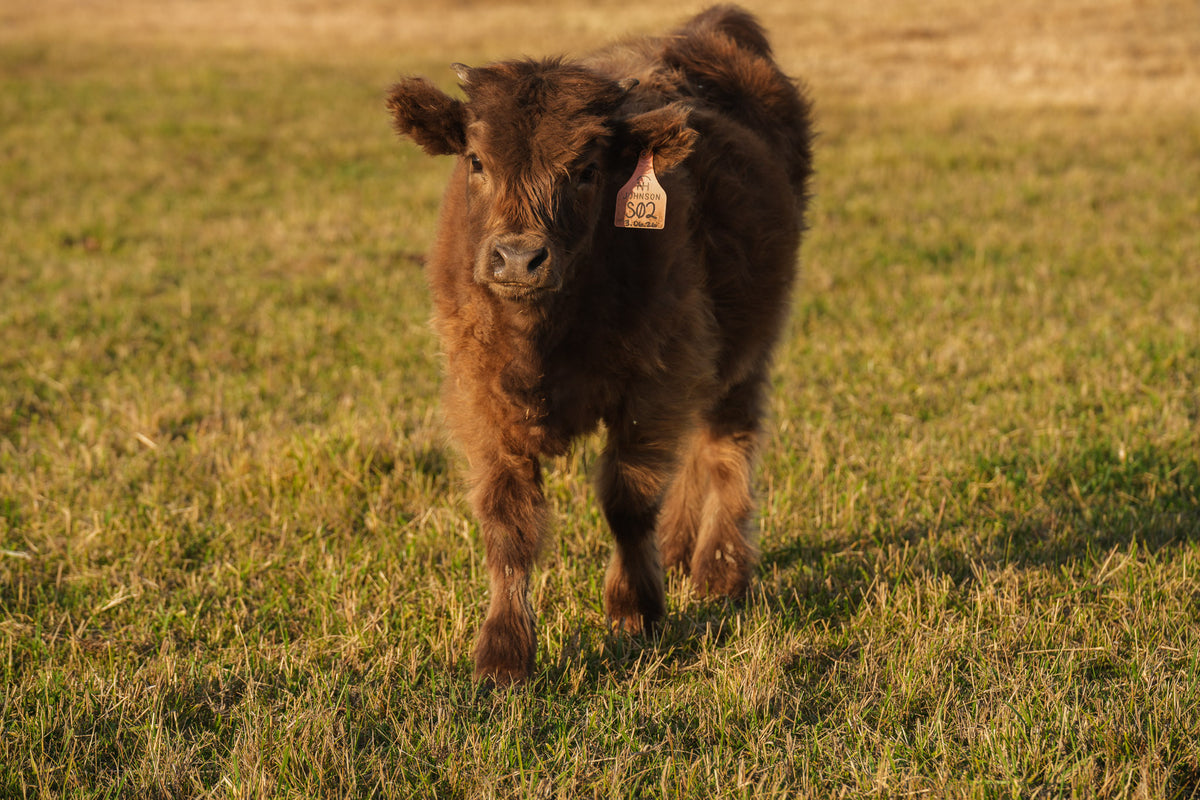 S02 | Registered Heifer Deposit