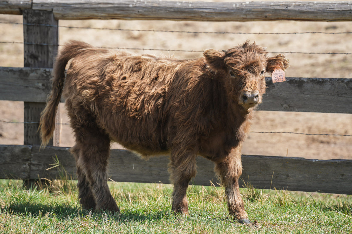 S03 | Registered Heifer Deposit