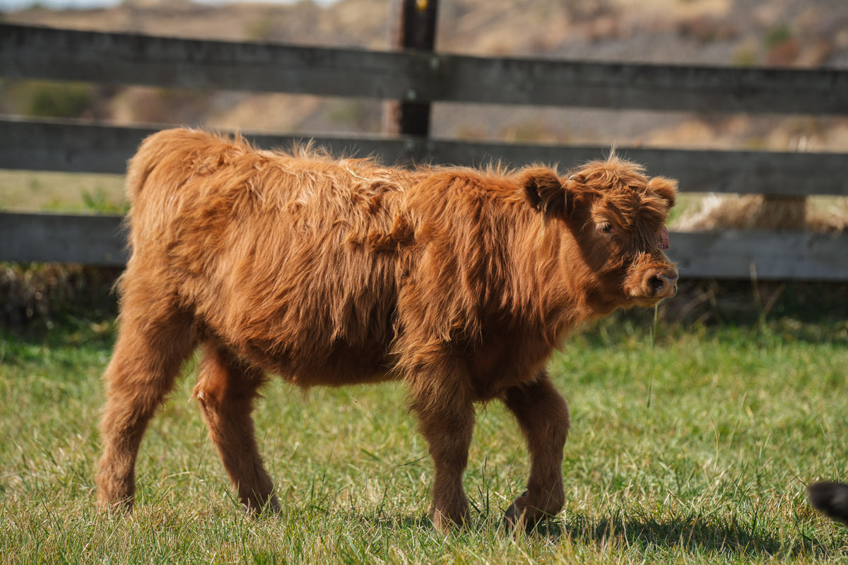 S04 | Registered Heifer Deposit
