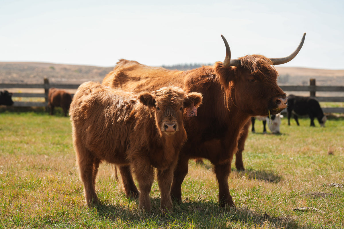 S04 | Registered Heifer Deposit