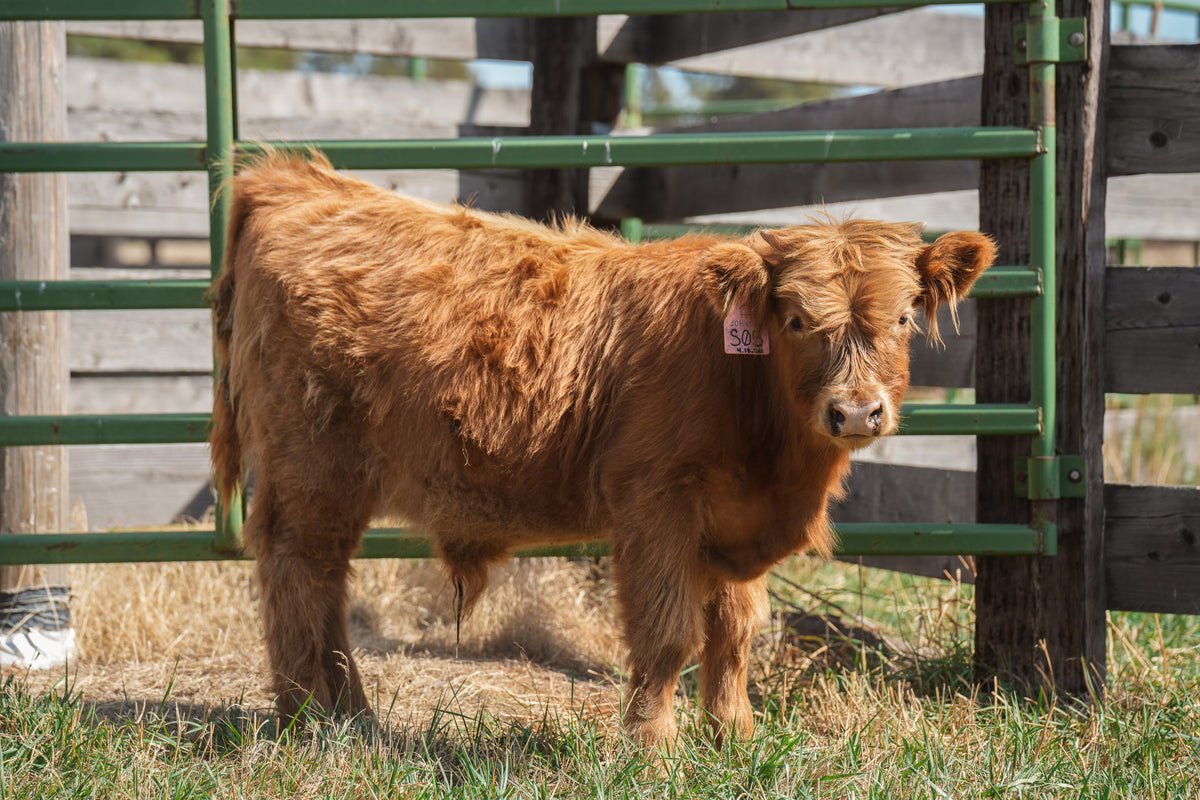 S05 | Registered Bull Deposit