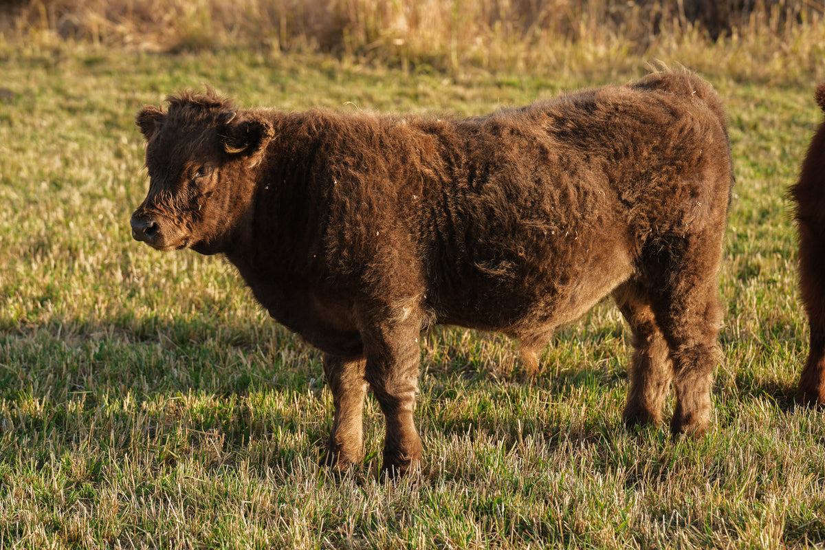 S07 | Registered Bull Deposit