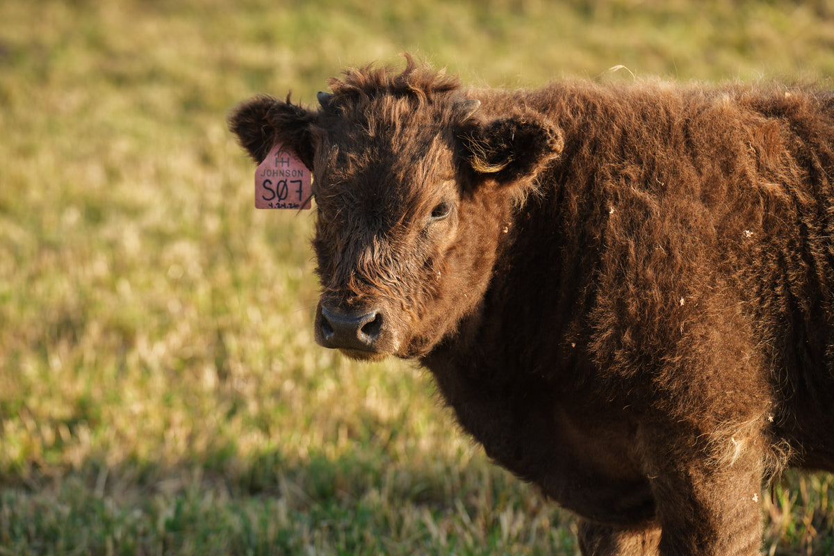 S07 | Registered Bull Deposit