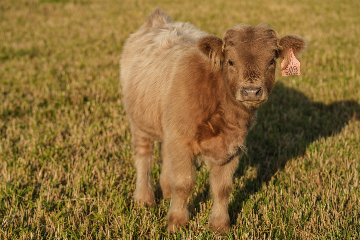 S08 | Registered Heifer Deposit