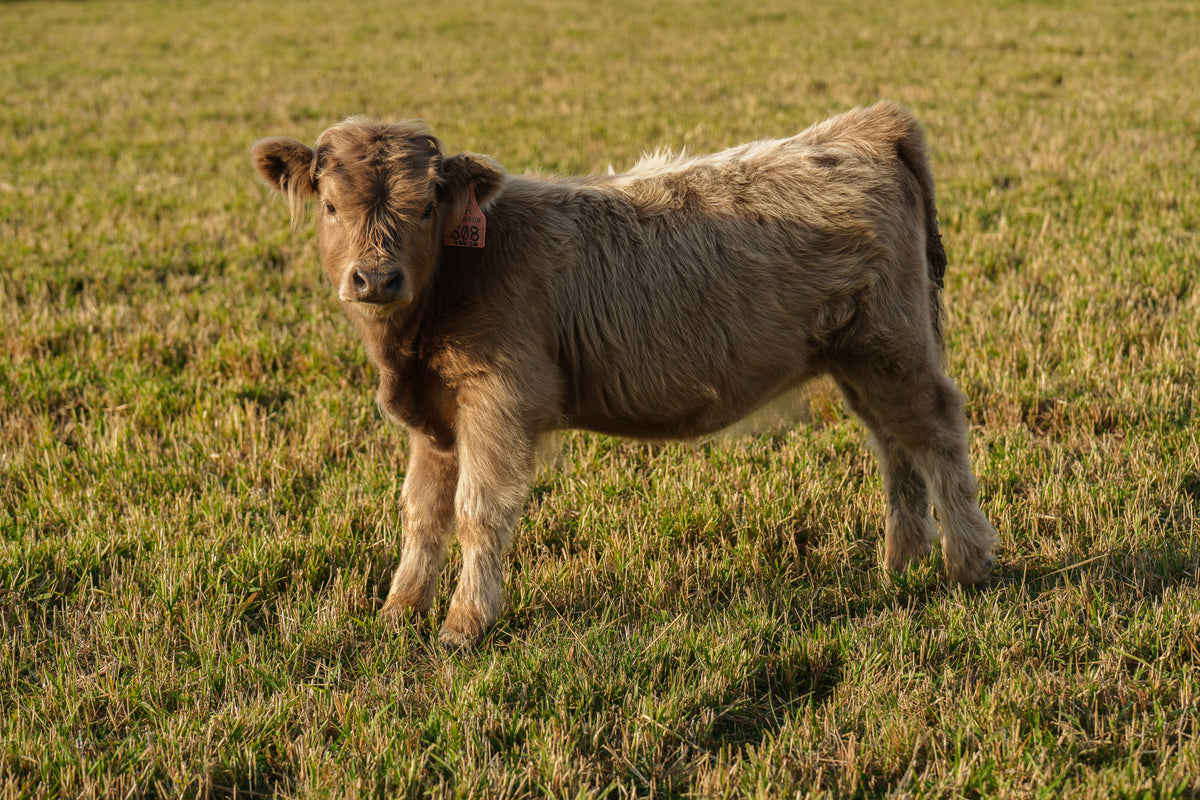 S08 | Registered Heifer Deposit