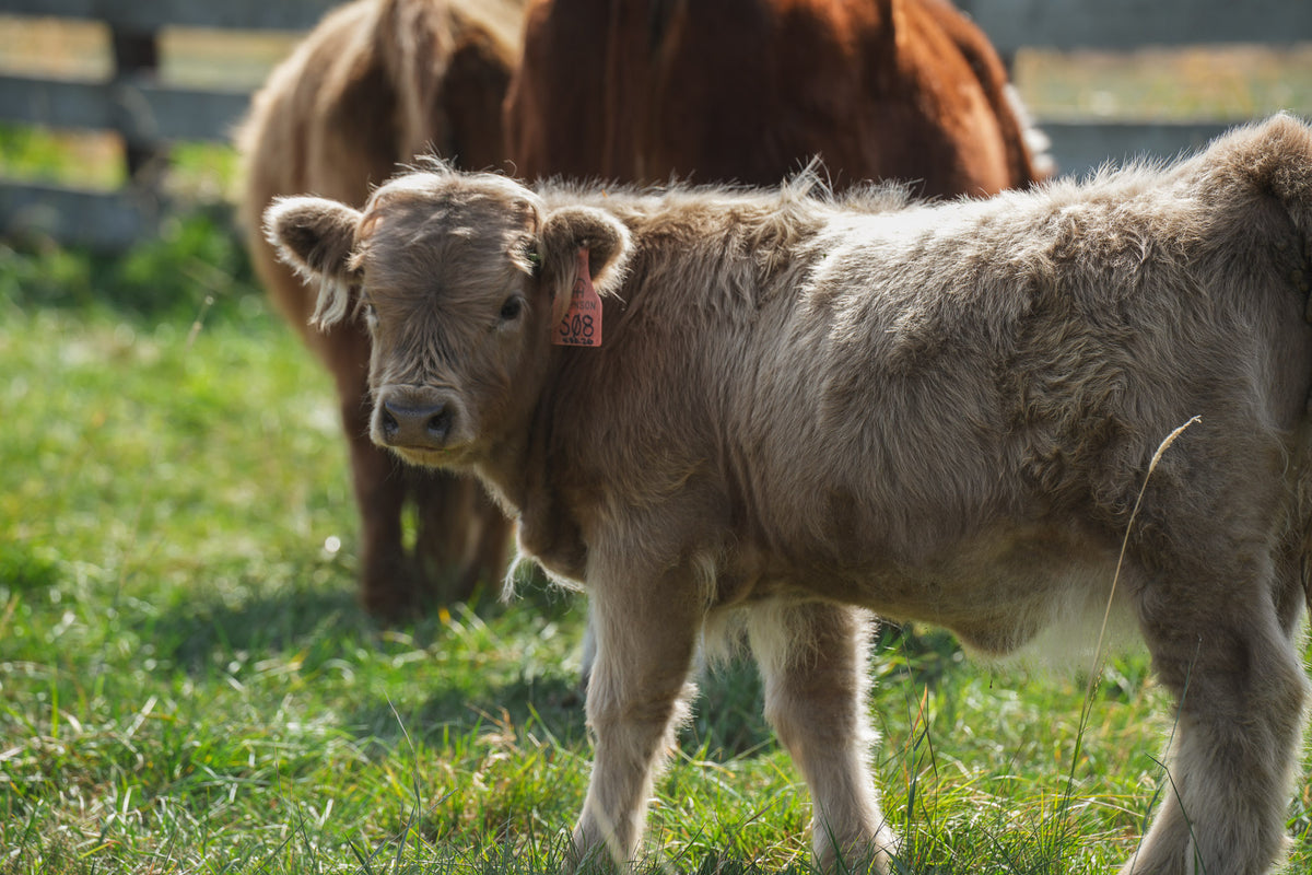 S08 | Registered Heifer Deposit