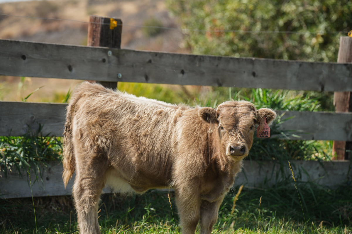 S08 | Registered Heifer Deposit
