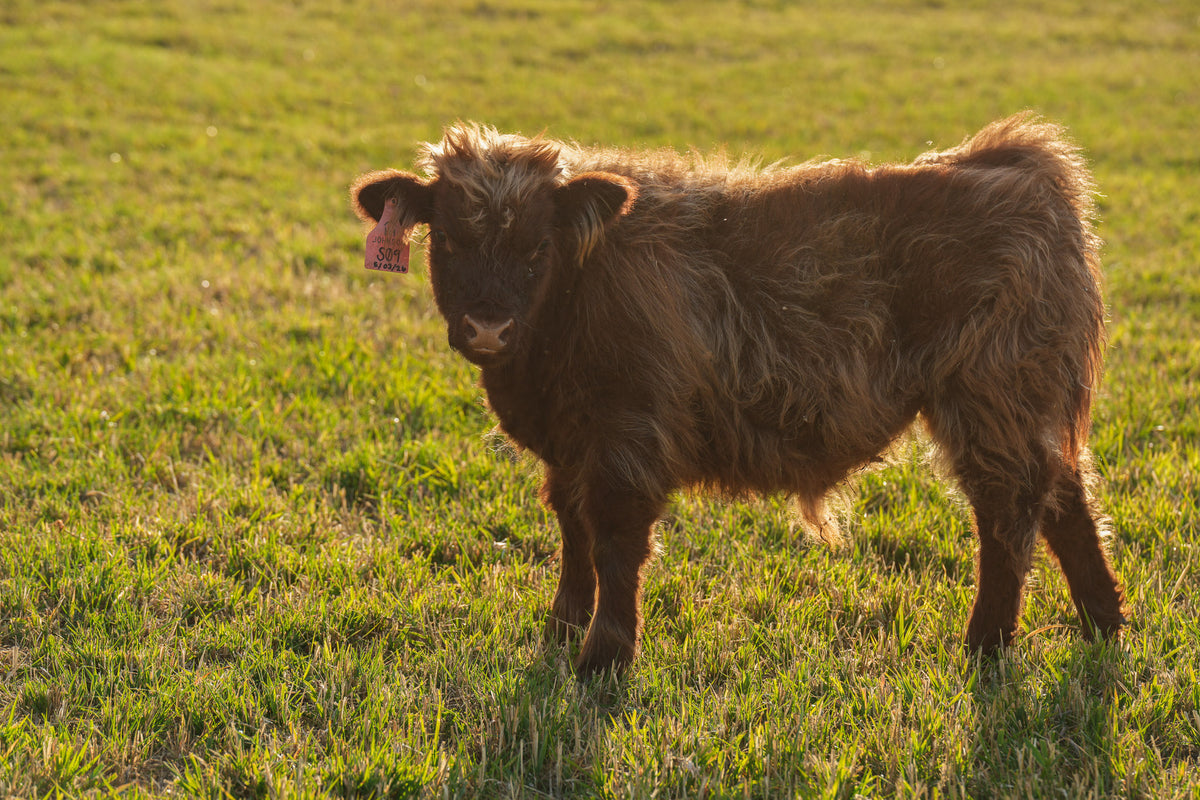 S09 | Registered Bull Deposit