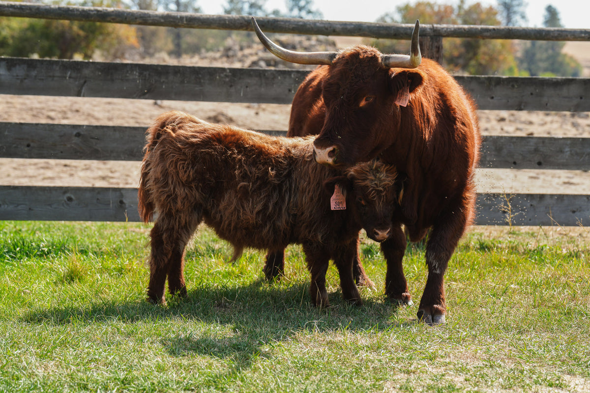 S09 | Registered Bull Deposit