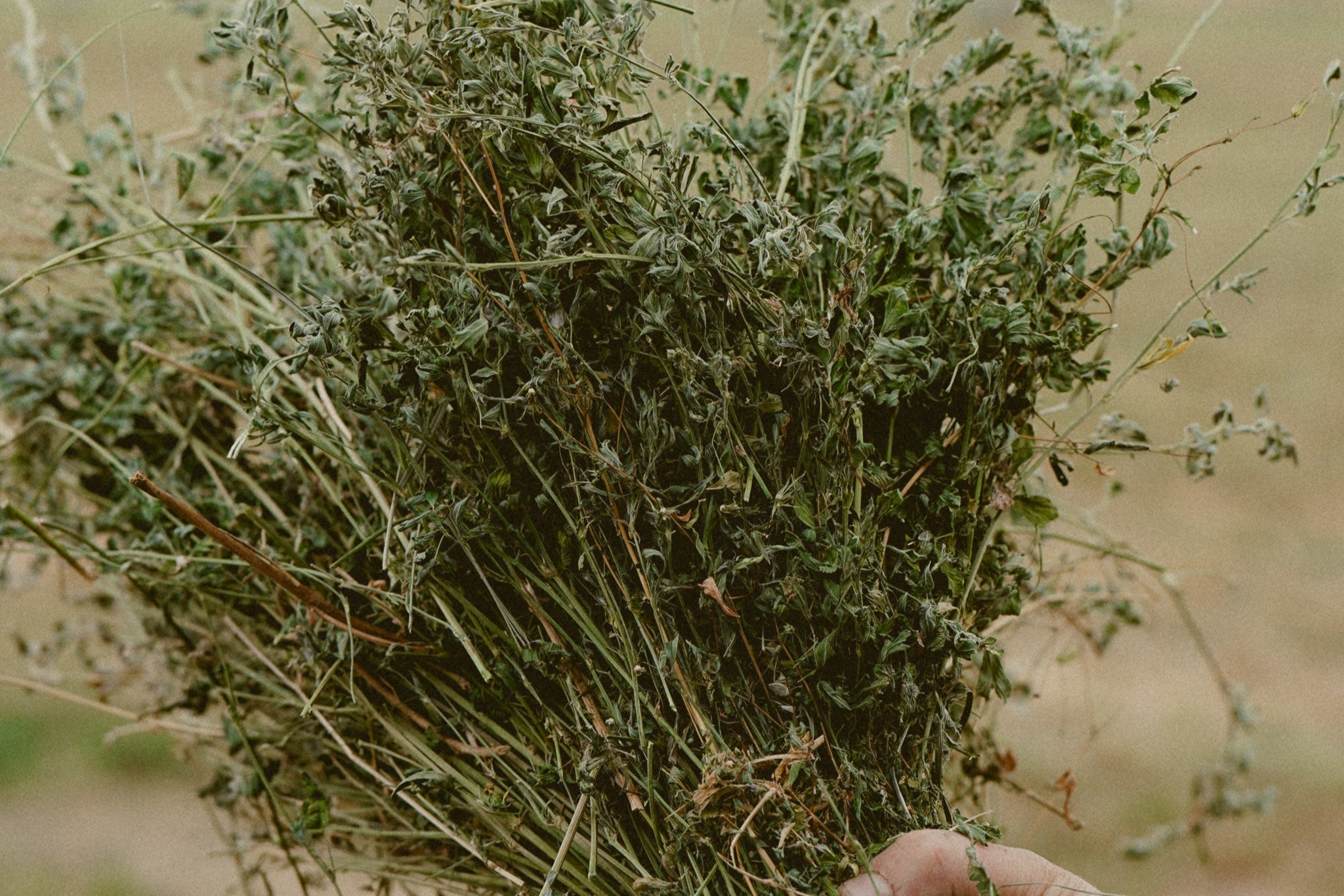 Third Cutting Alfalfa