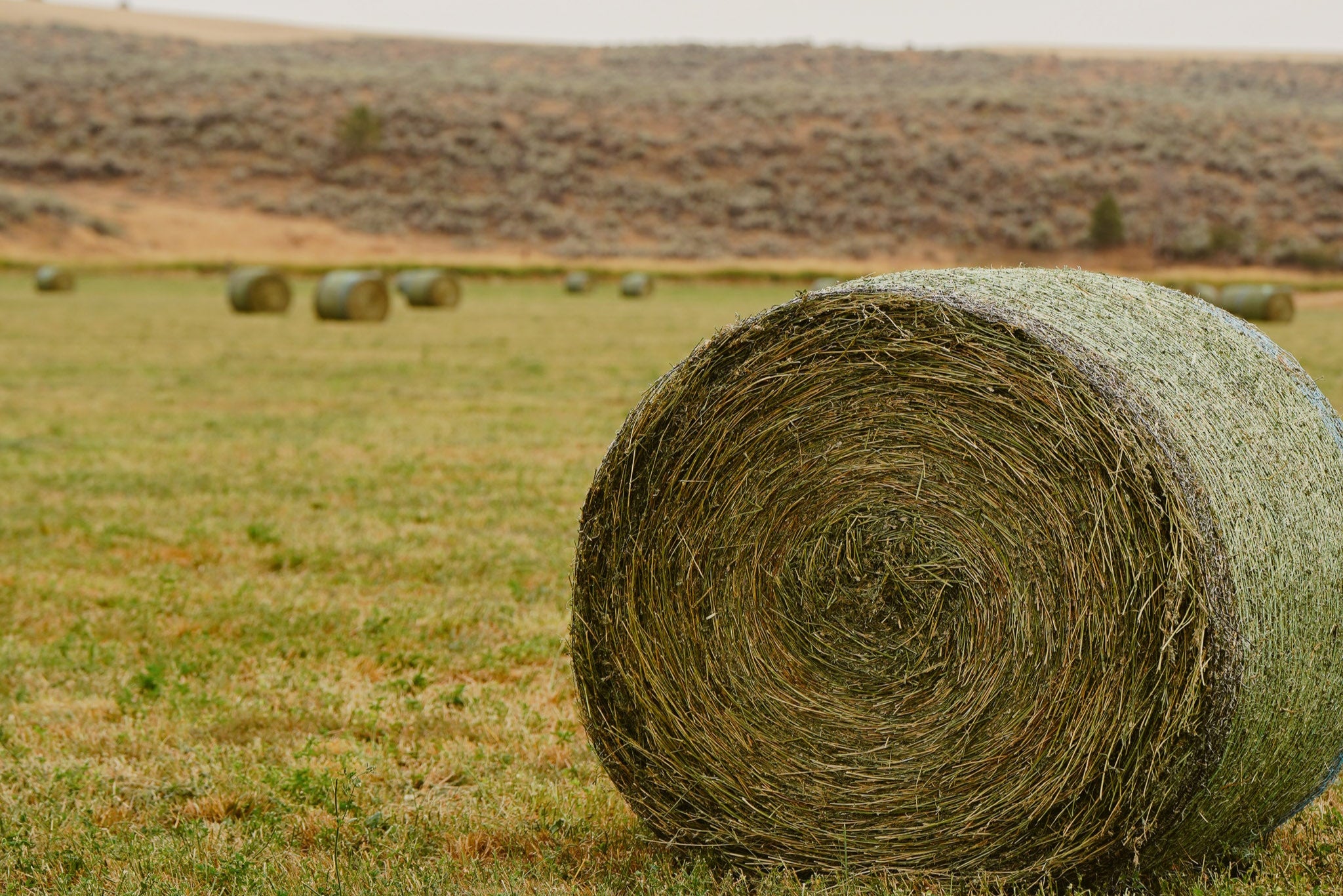 Rolled hay bale in a field with a hilly landscape in the background