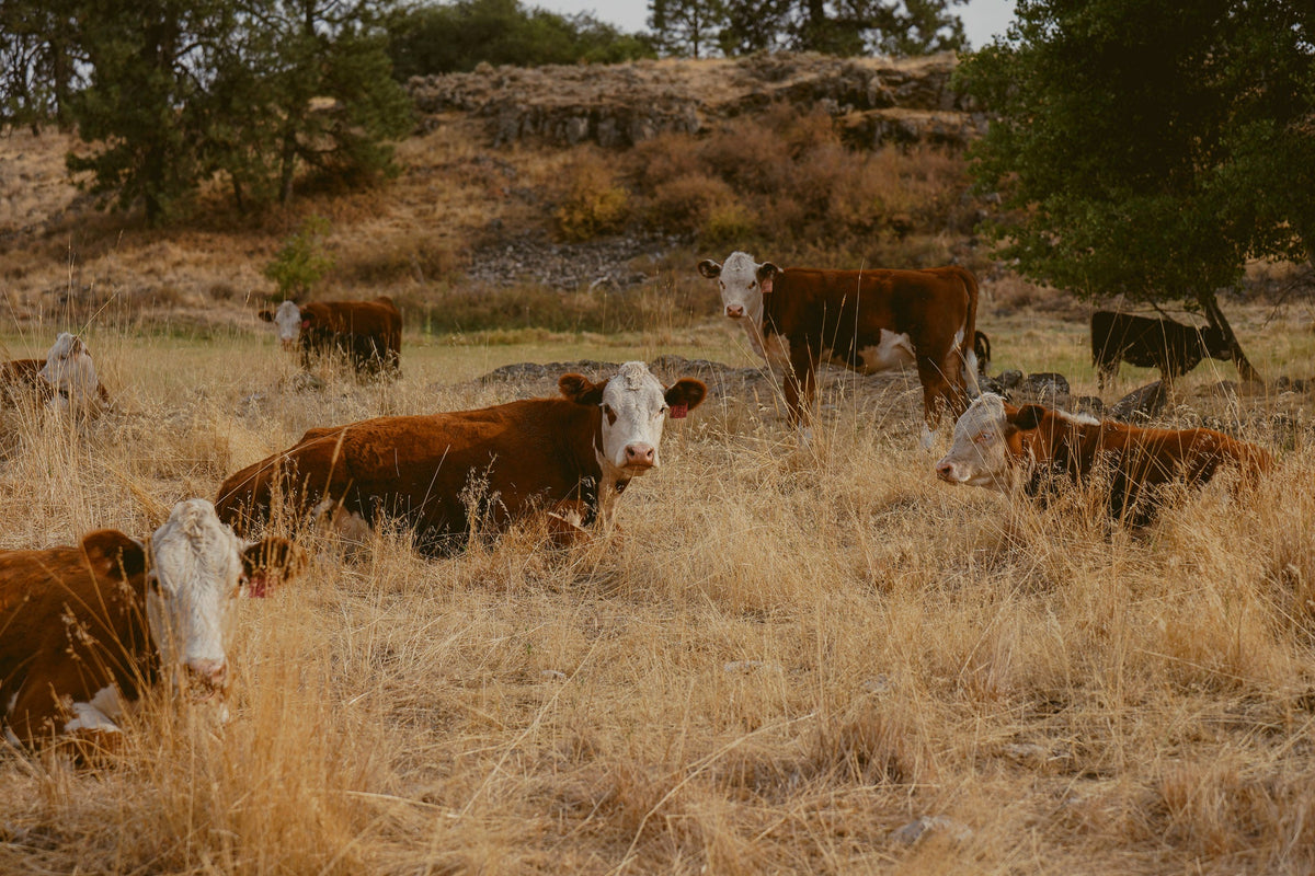 Beef