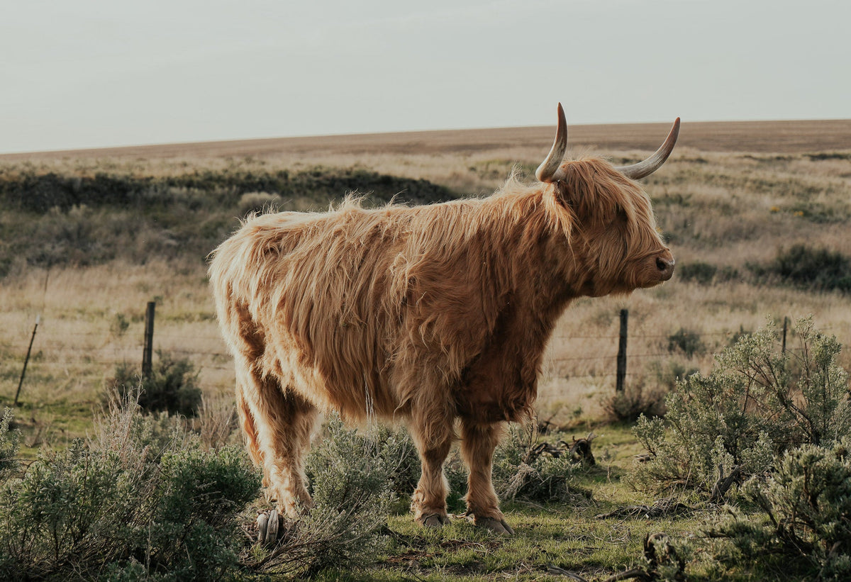 Cattle