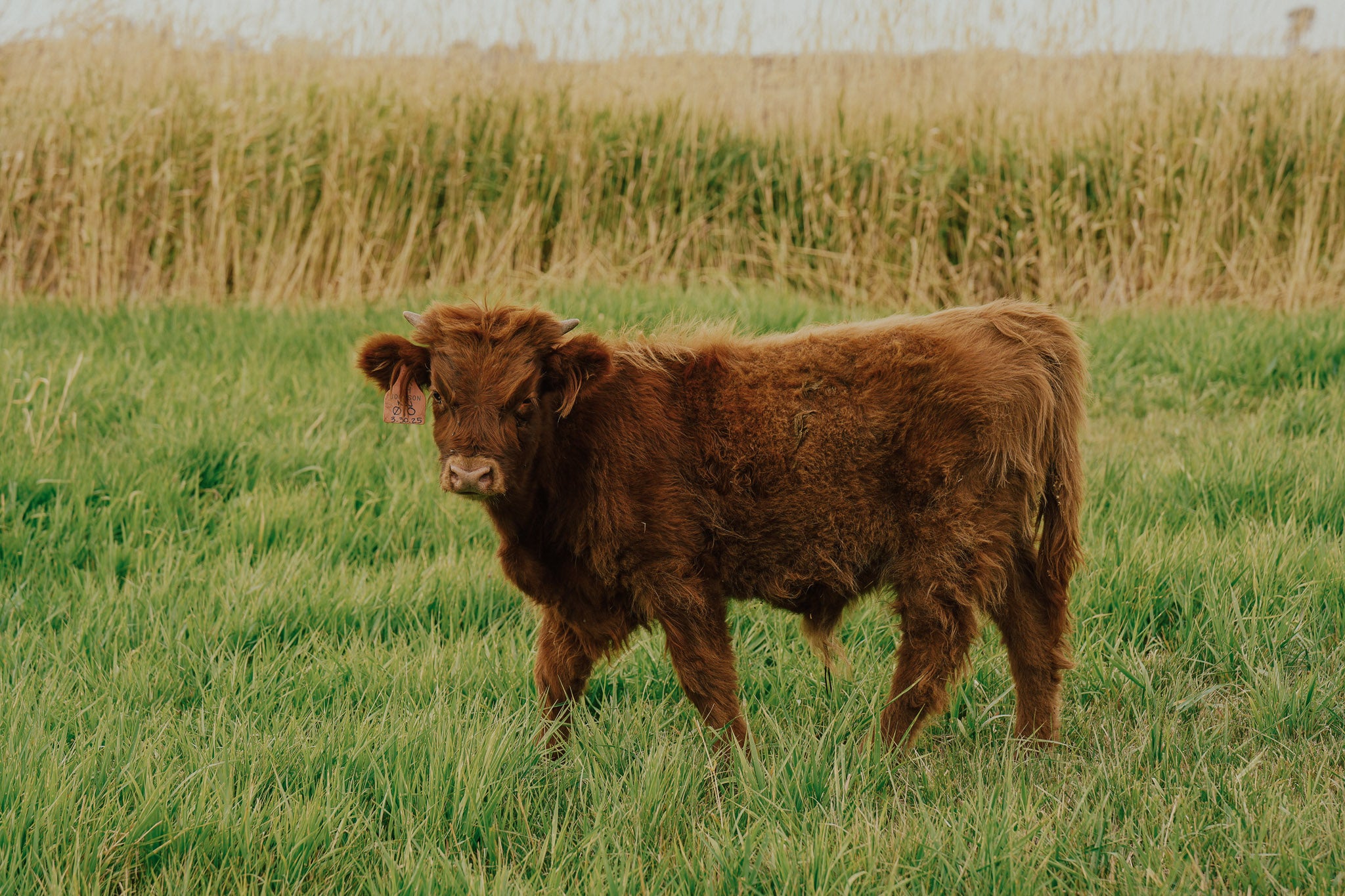 01O | Registered Bull